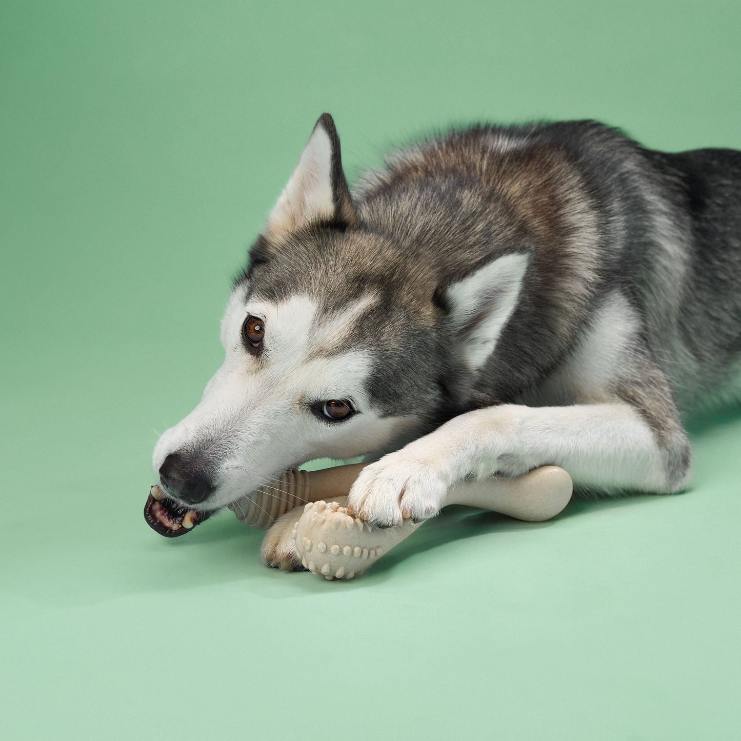 BetterBone MEDIUM Durability CHEW TOY: Perfect Chew for Everyday Chewers | Natural Ingredients, Eco-Friendly, Non-Toxic BetterBone All Natural Eco-Friendly Dog Chews & Bones