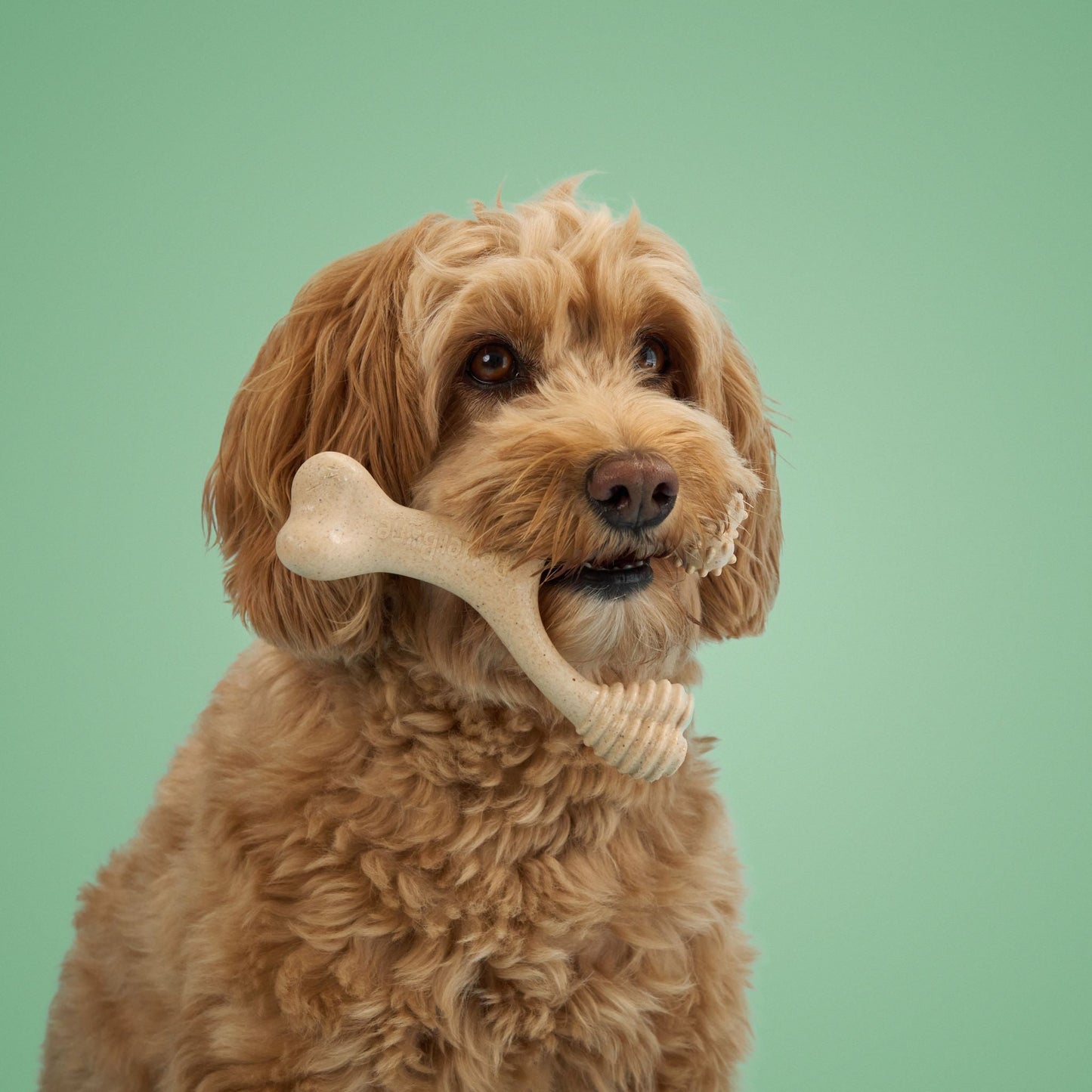 BetterBone MEDIUM Durability CHEW TOY: Perfect Chew for Everyday Chewers | Natural Ingredients, Eco-Friendly, Non-Toxic BetterBone All Natural Eco-Friendly Dog Chews & Bones