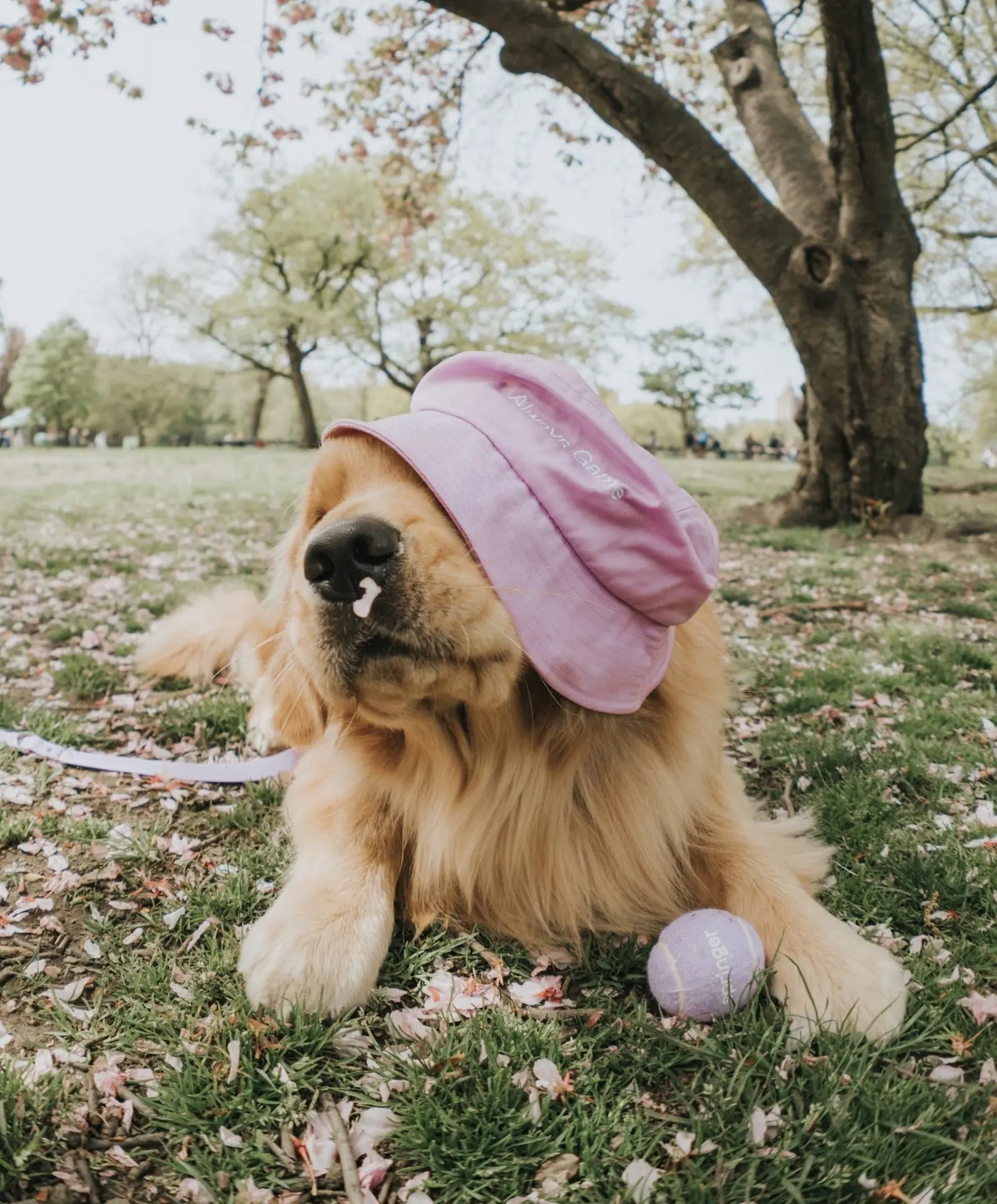 Always Game Bucket Hat Springland Pets