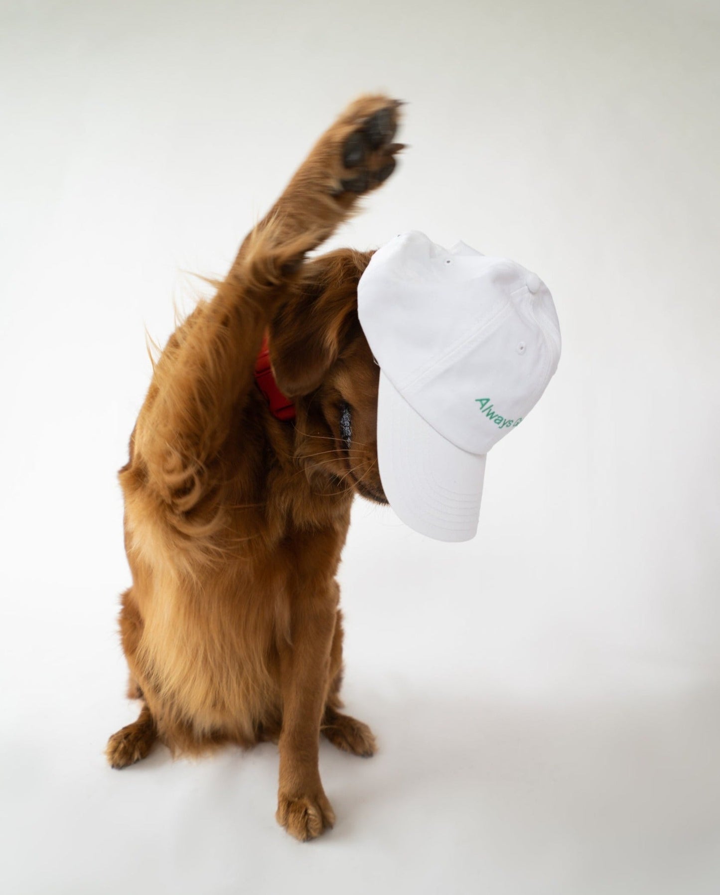 Always Game Dad Cap Springland Pets