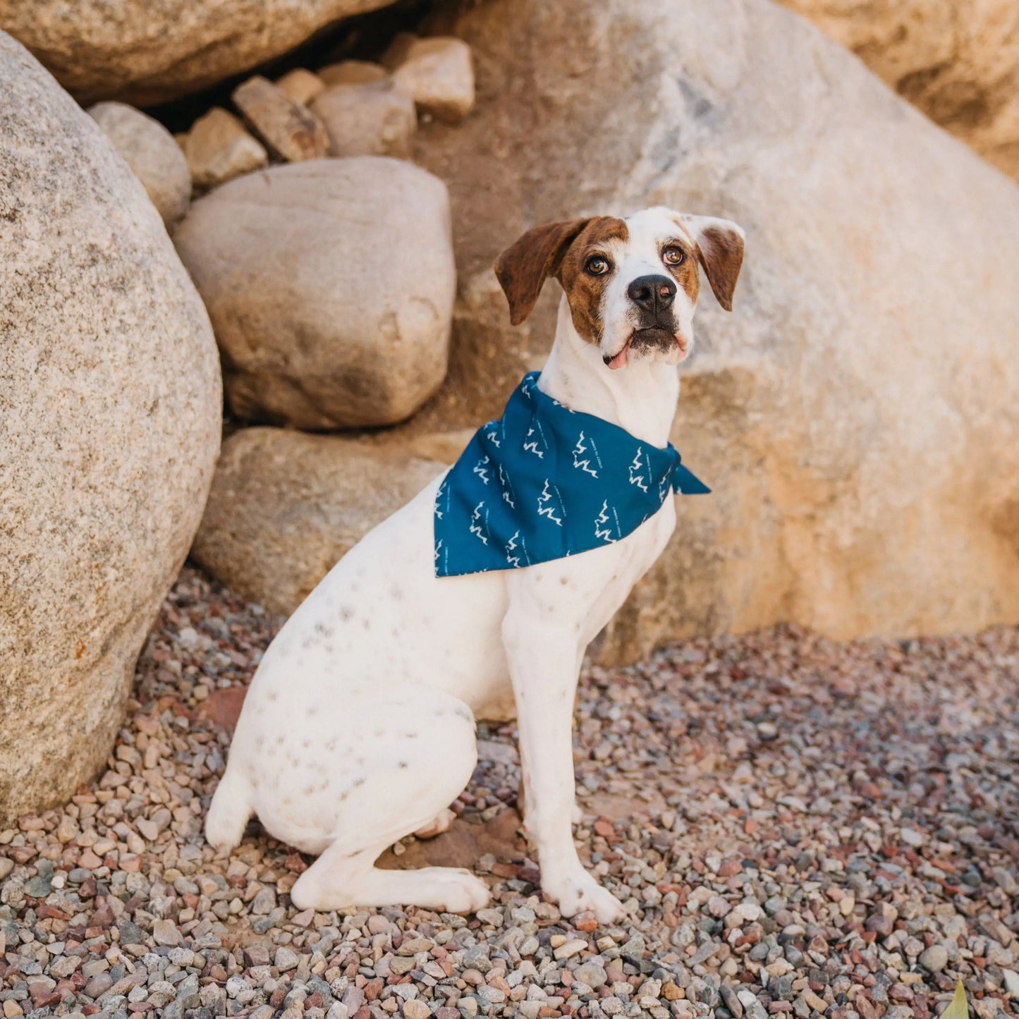 Alpha Pak Logo Bandana Alpha Pak