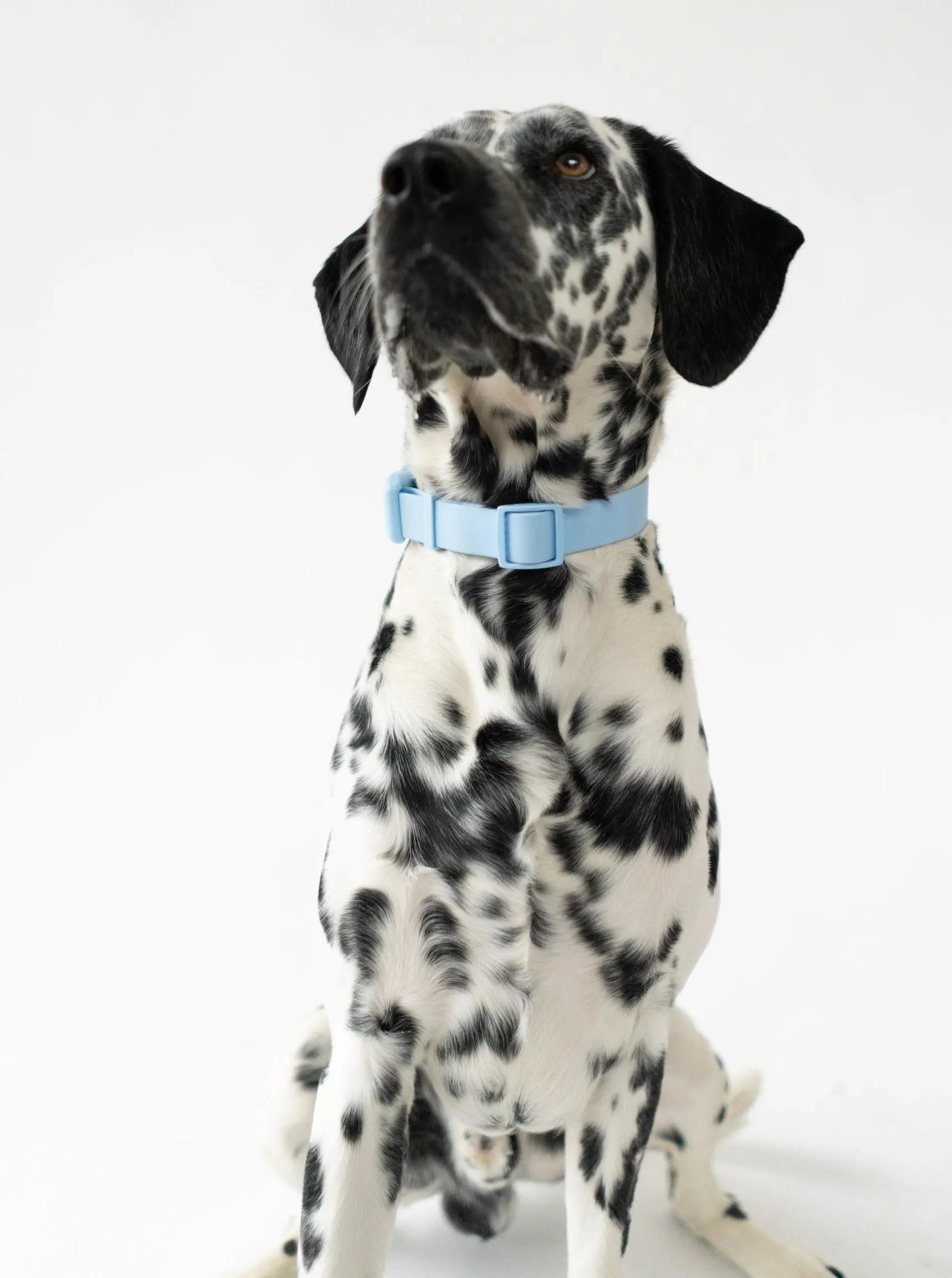 Original Waterproof Dog Collar Springland Pets