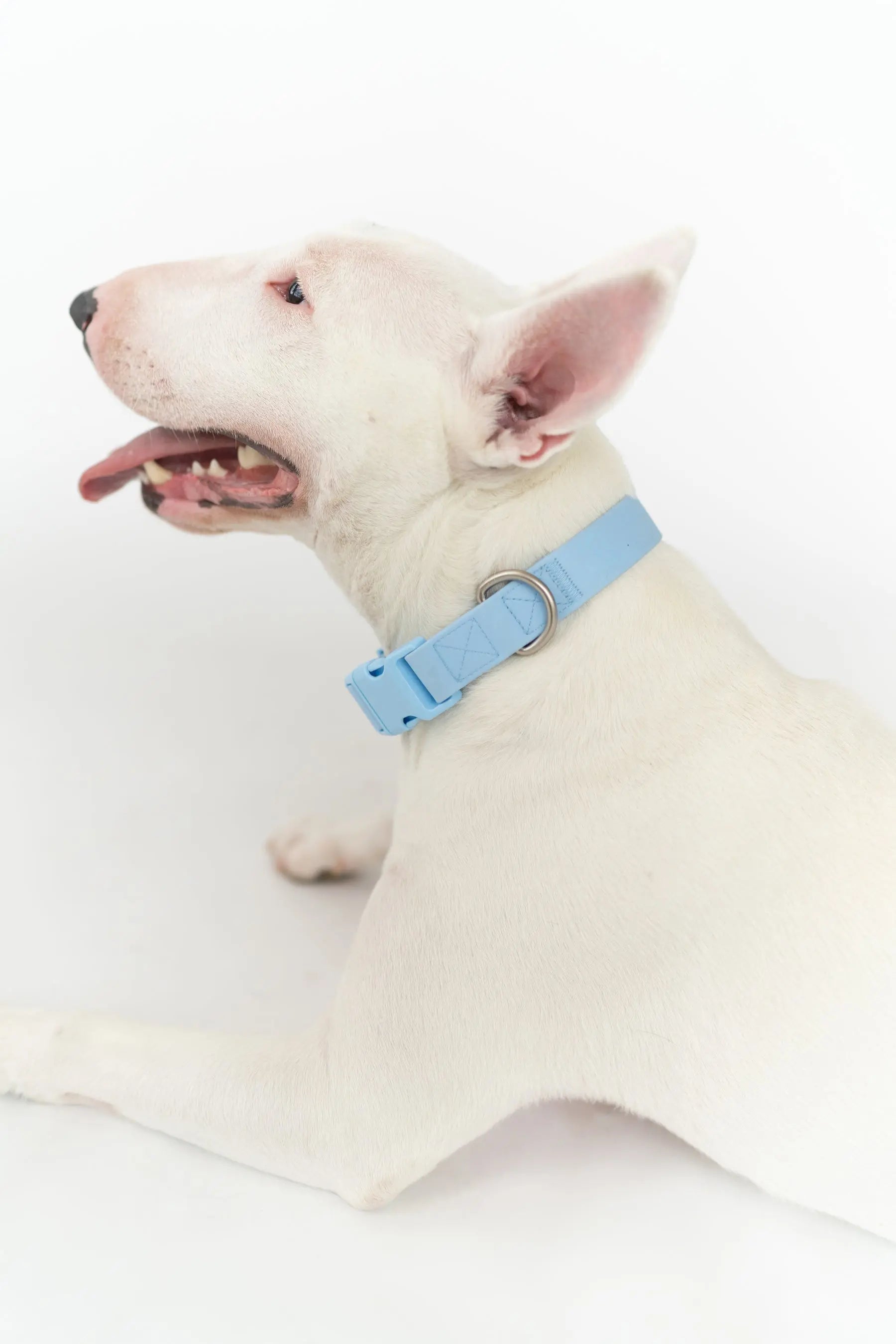 Original Waterproof Dog Collar Springland Pets