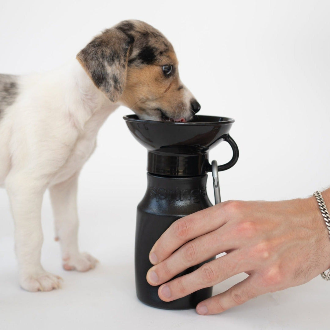 15oz Original Travel Dog Water Bottle