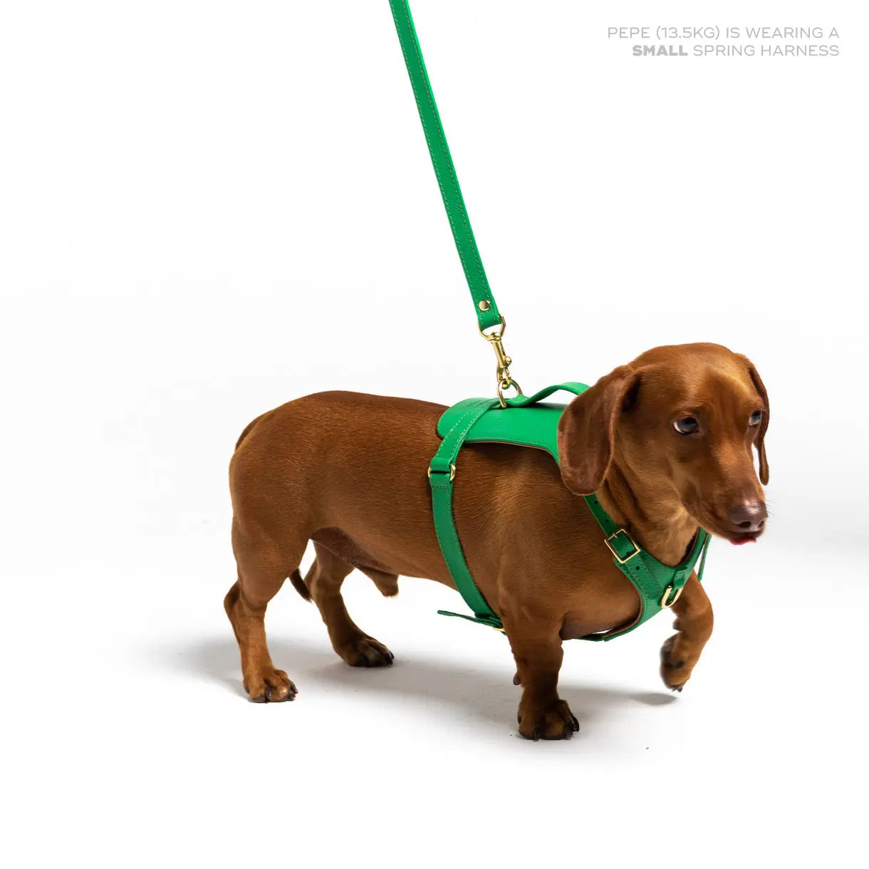 Spring Heritage Harness Ramona For You