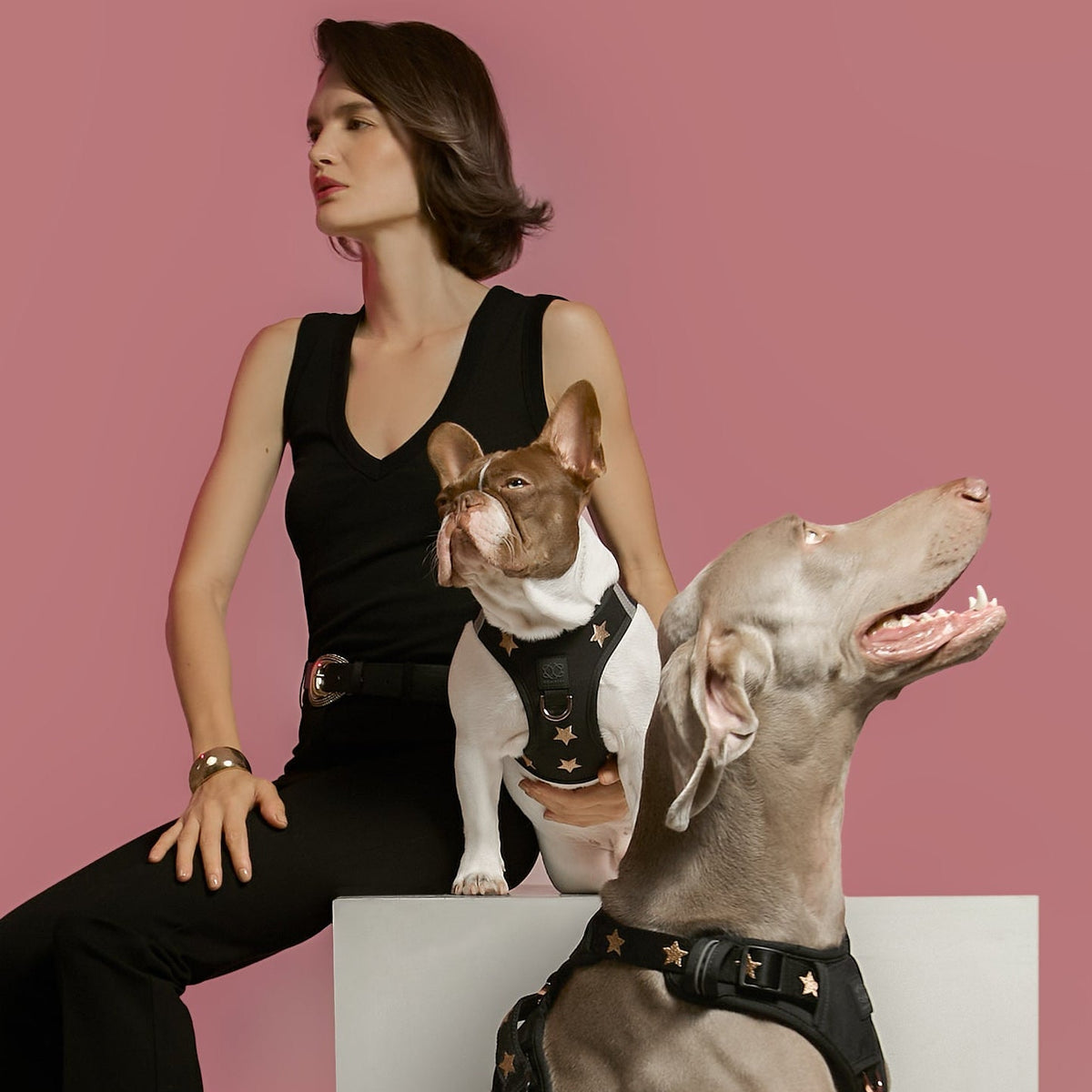 SoHo Dog Harness - Rockstar