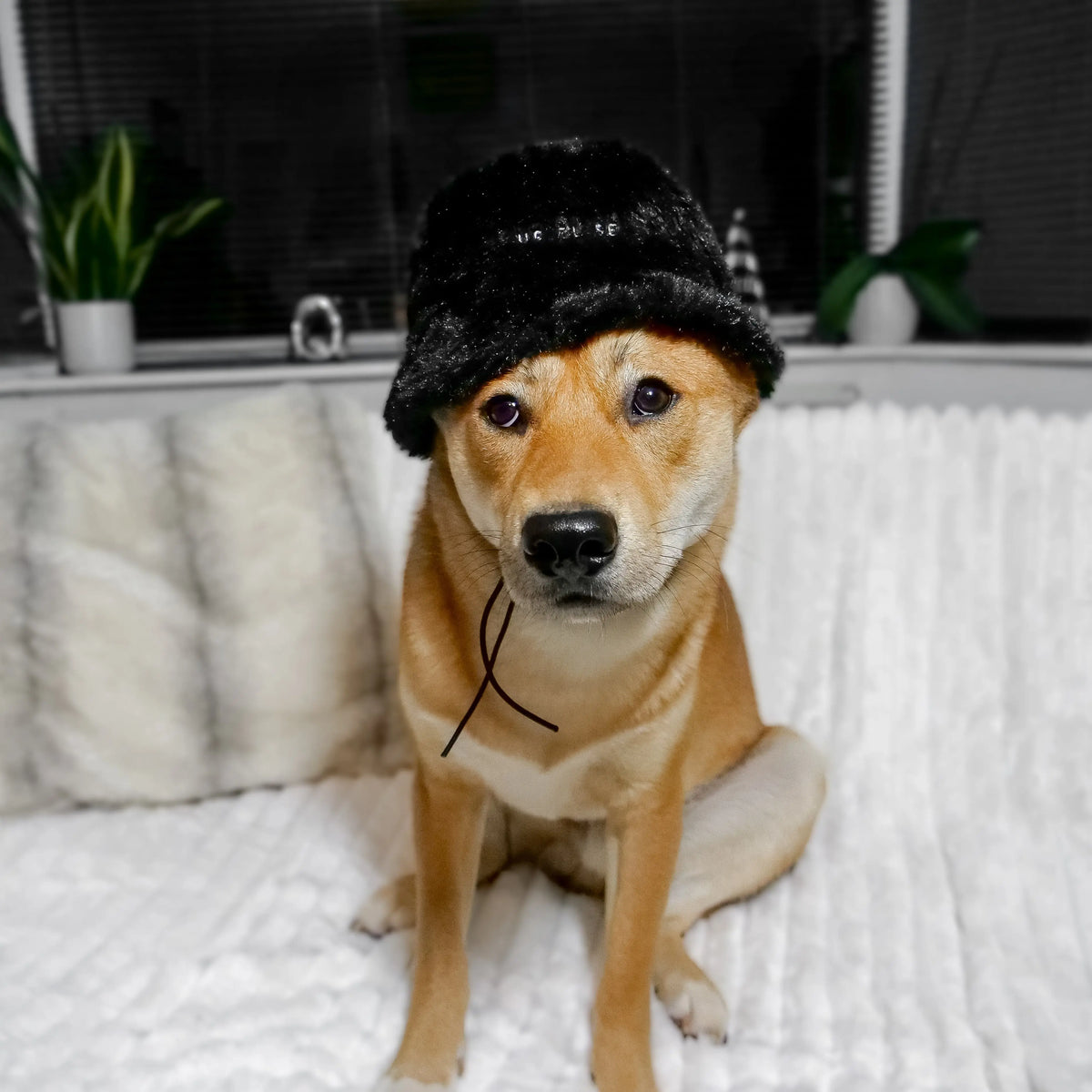 Fur Elise Furi Pet Hat - Noir