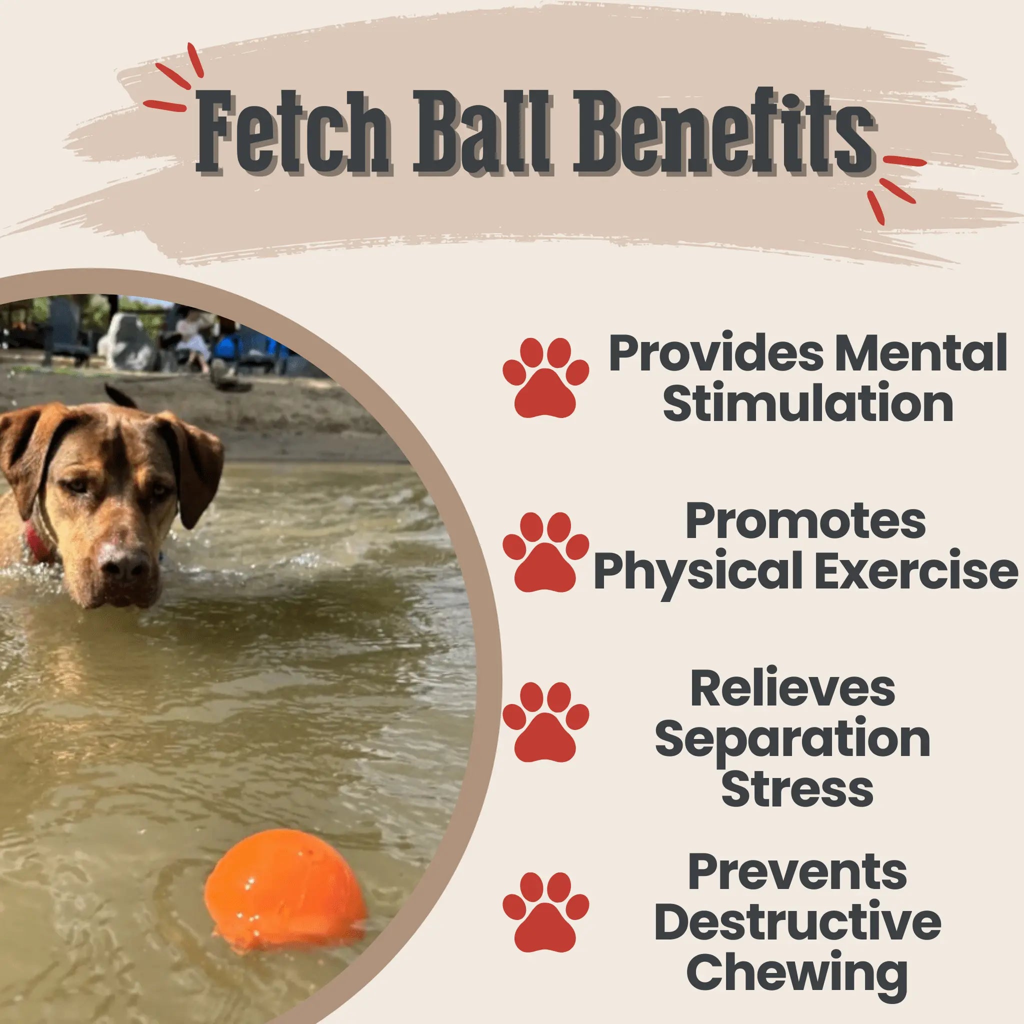 Dog Fetch Balls Farm To Pet