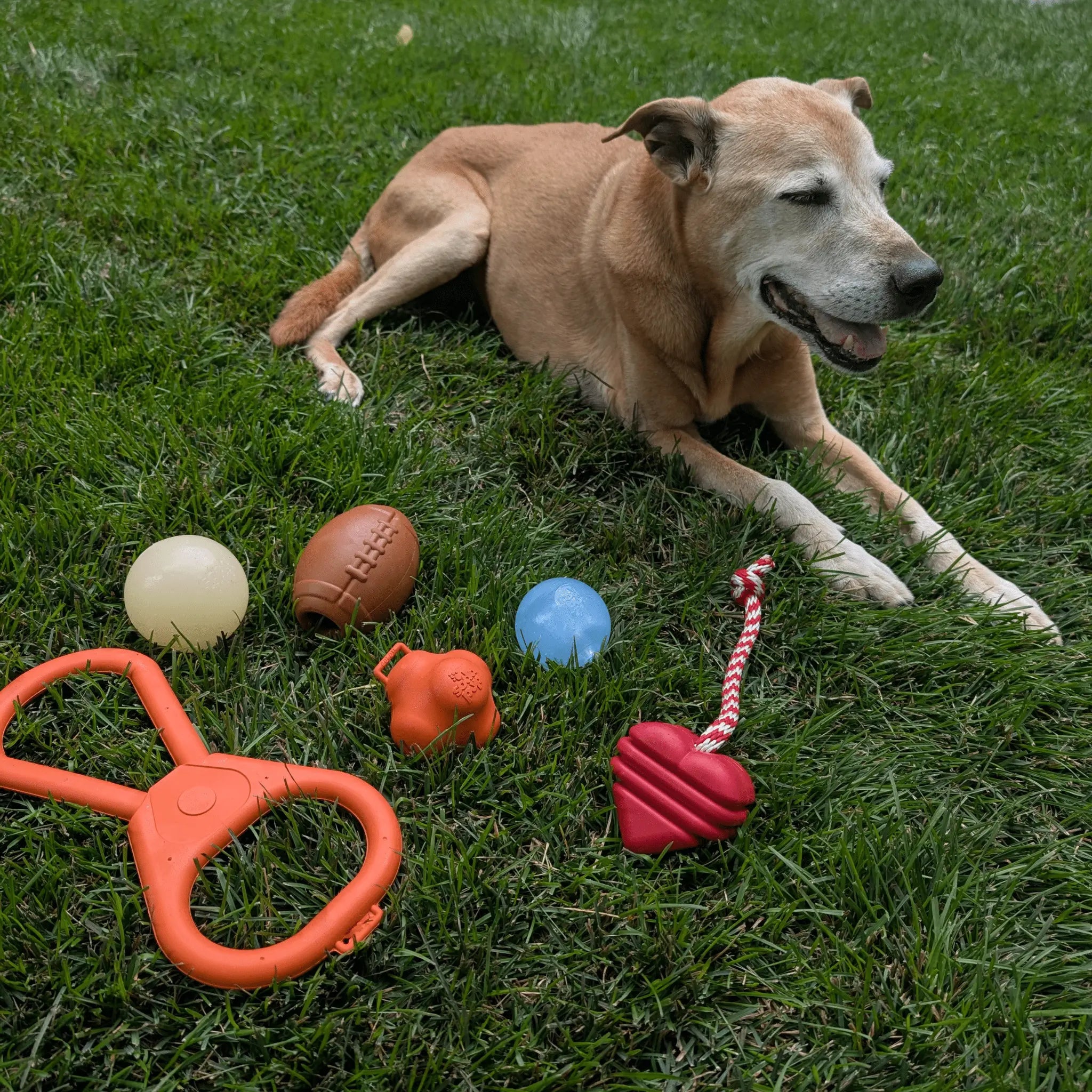 Dog Fetch Balls Farm To Pet