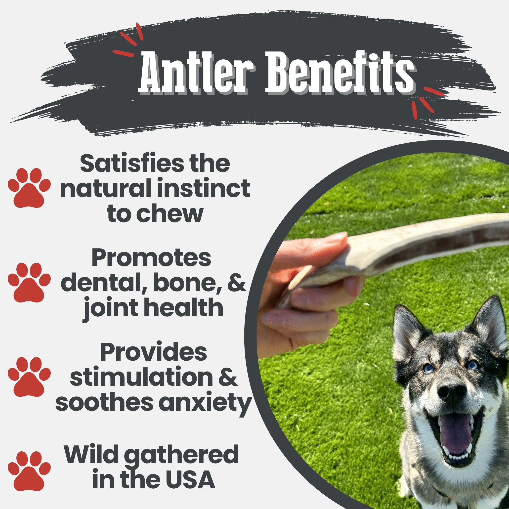 Reindeer Antler Dog Chews | Organic Chews for Dogs Farm To Pet