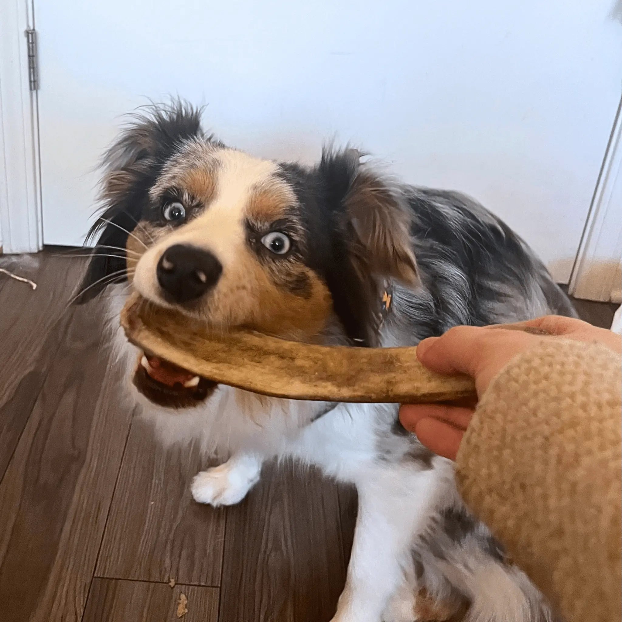 Reindeer Antler Dog Chews | Organic Chews for Dogs Farm To Pet