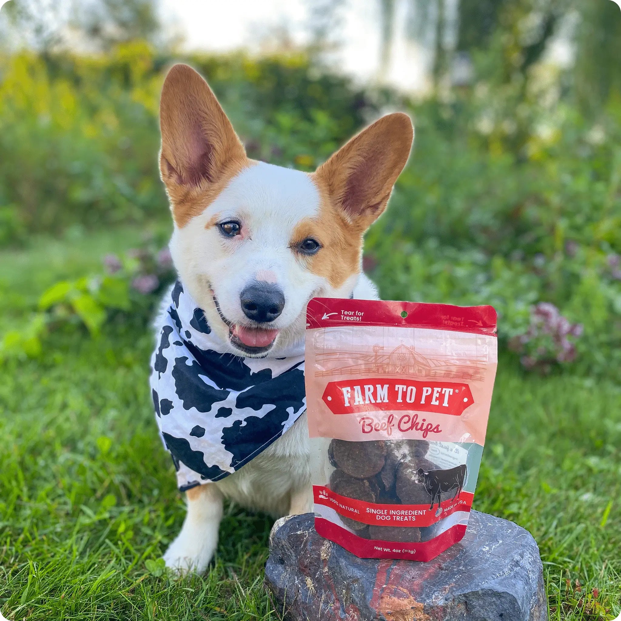 Beef Chips Dog Treats | Single-Ingredient Healthy Treats for Dogs Farm To Pet