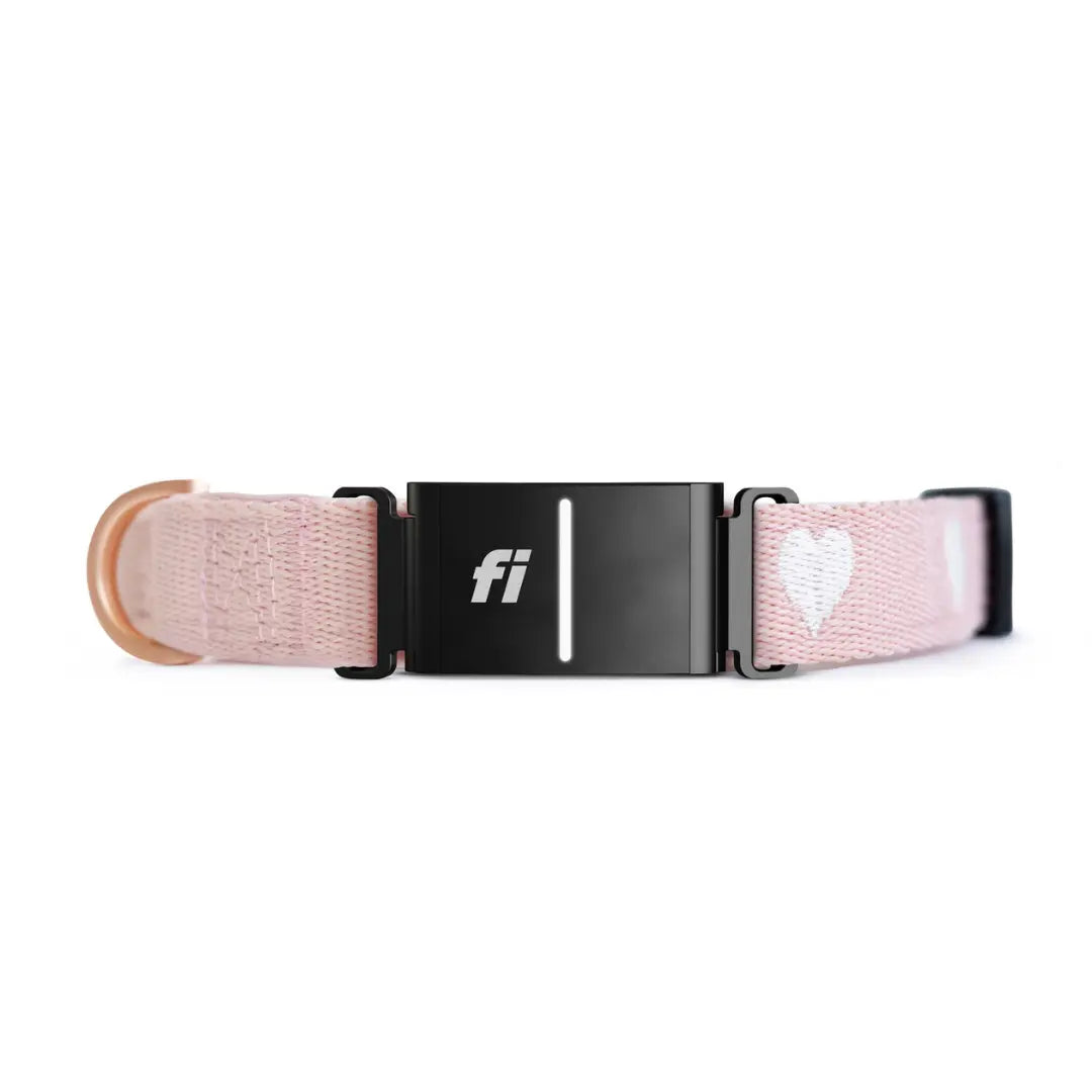 The DOGISTRY x Fi Sweetheart 3+ Collar Band Dogistry™