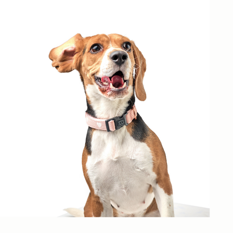 The DOGISTRY x Fi Sweetheart 3+ Collar Band