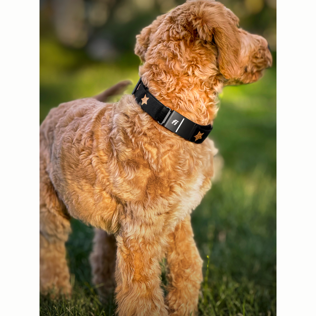 The DOGISTRY x Fi Rockstar Collar Dogistry™