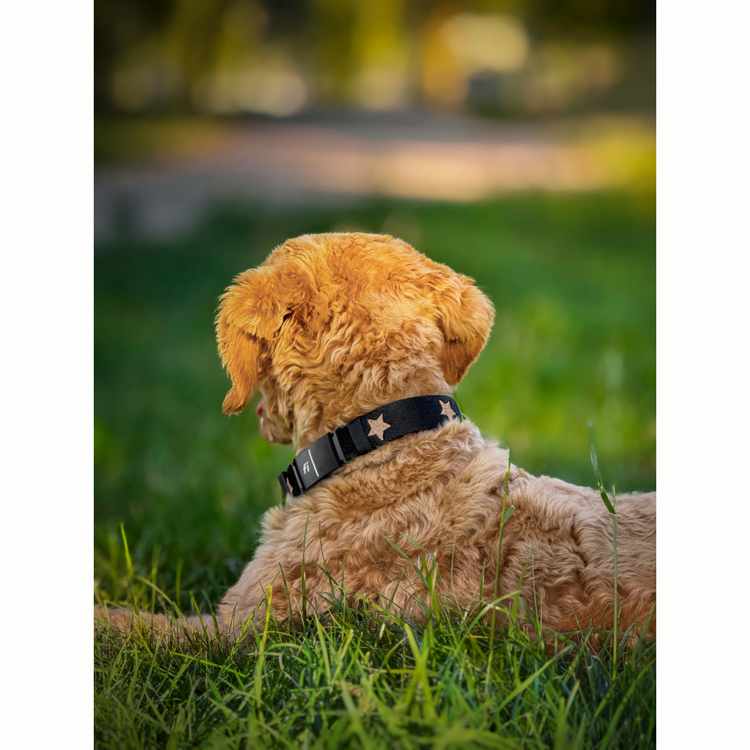 The DOGISTRY x Fi Rockstar Collar Dogistry™