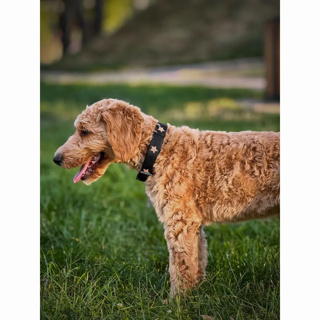 The DOGISTRY x Fi Rockstar 3+ Collar Band Dogistry™