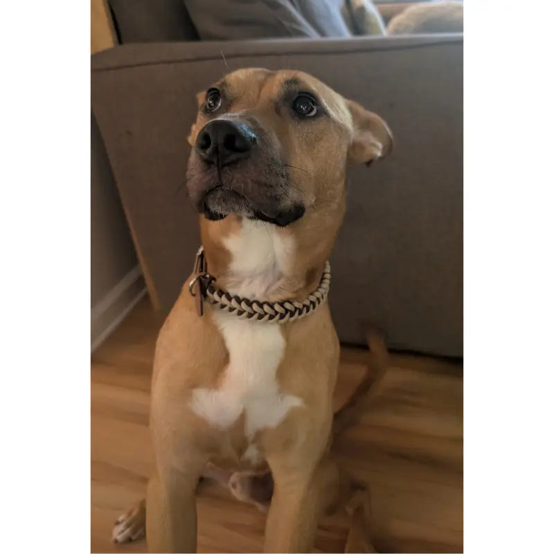 Fishtail Hand Braided Dog Collar in Burgundy & Cream Pawsh Pup Co.