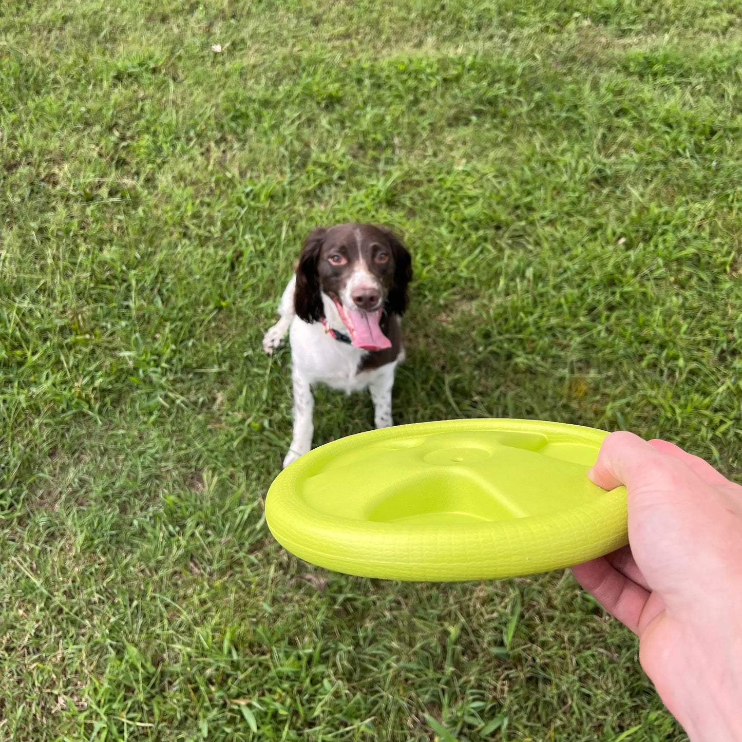 Harley Flyer Frisbee Alpha Pak