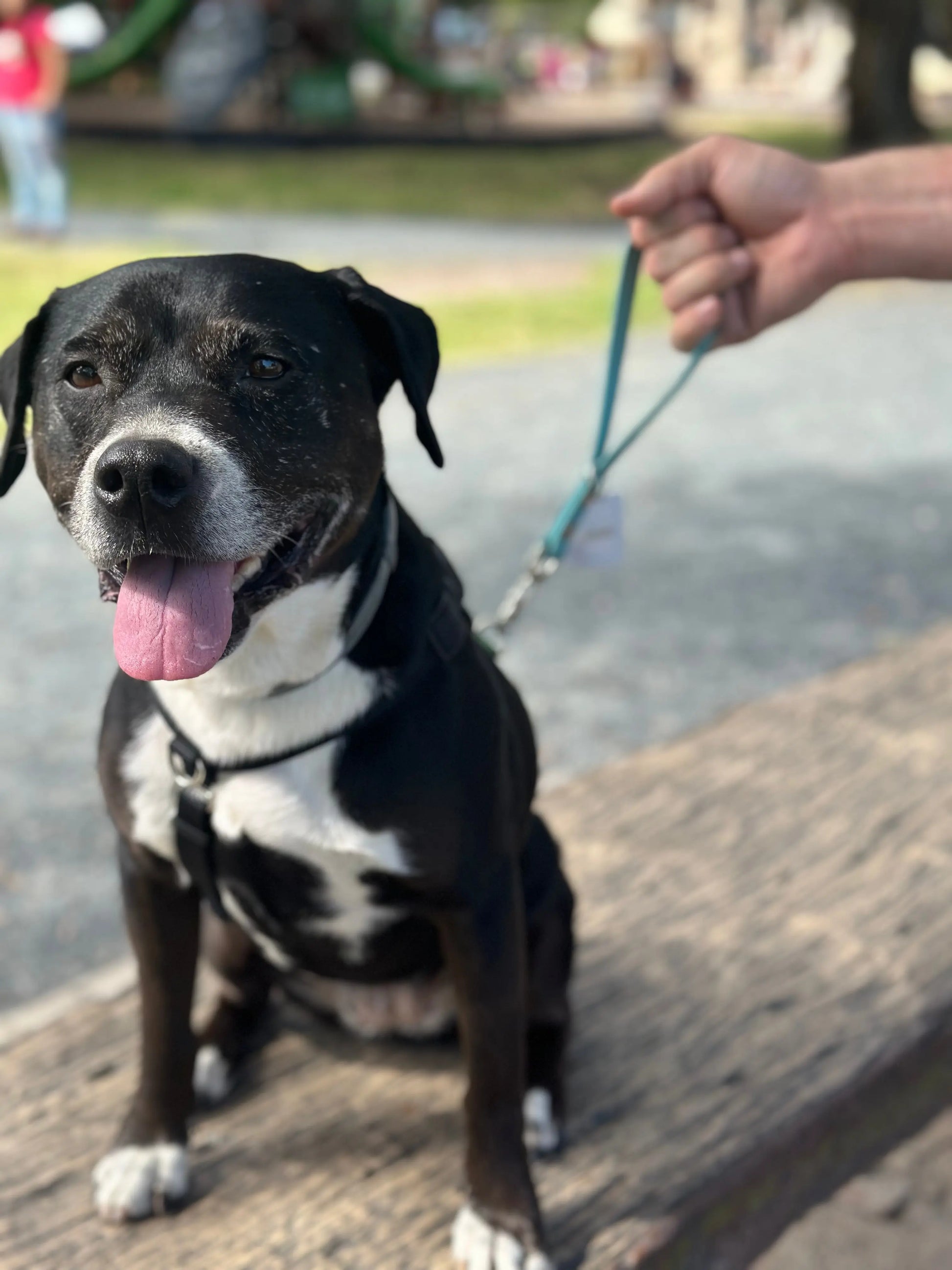 Traffic Lead Ulti-Mutt Toys