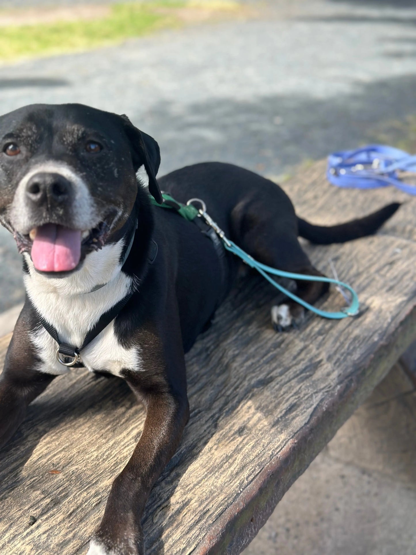 Traffic Lead Ulti-Mutt Toys