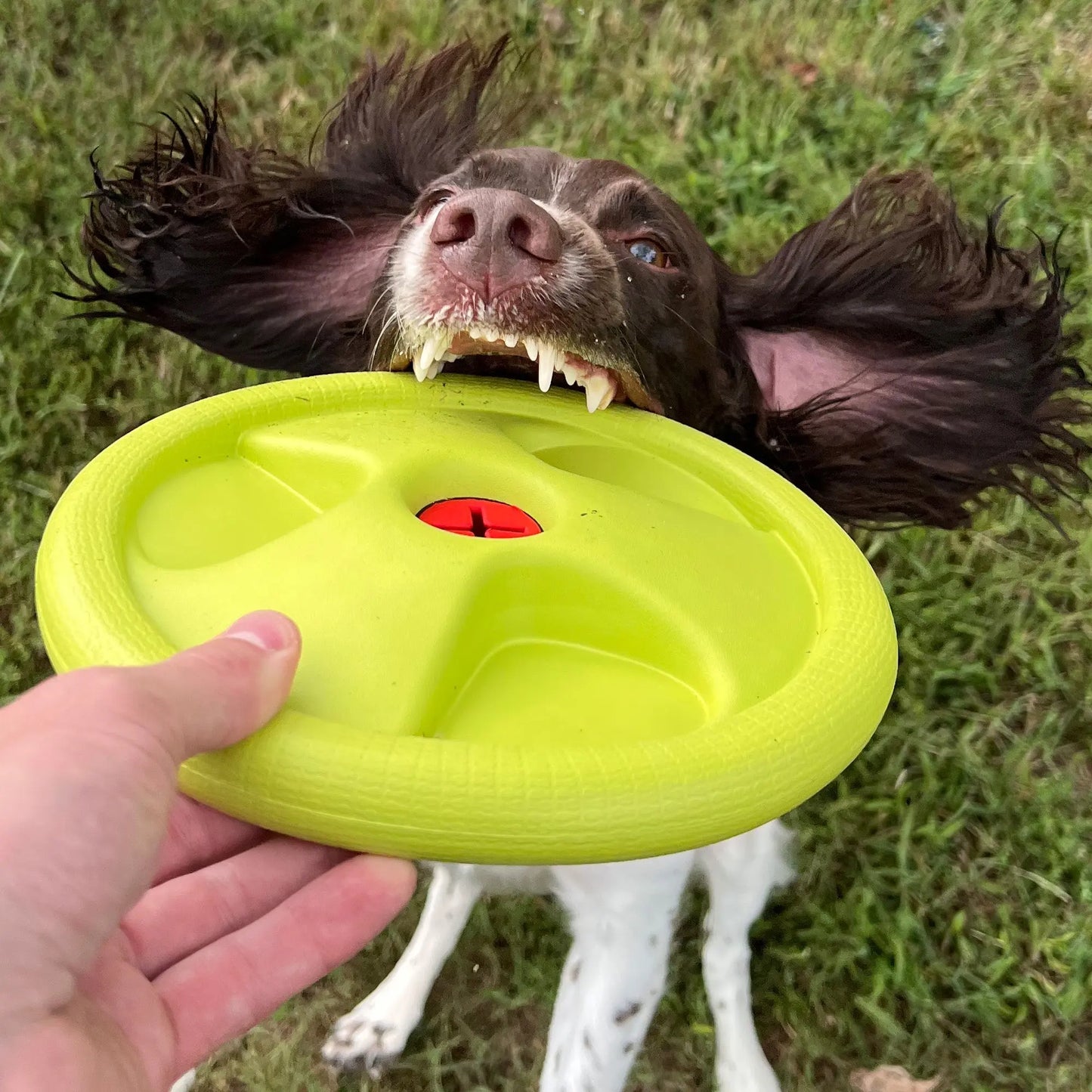 Harley Flyer Frisbee Alpha Pak