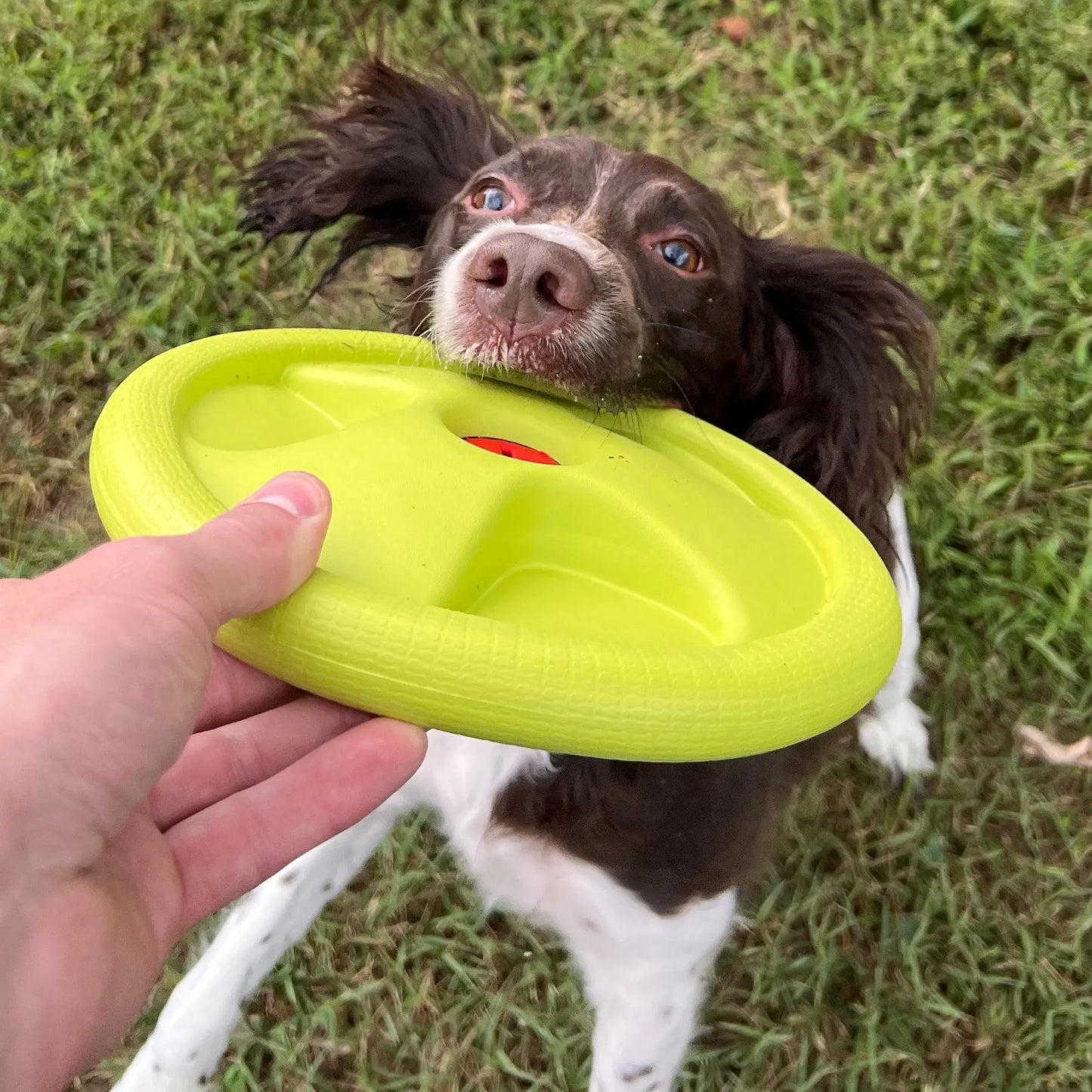 Harley Flyer Frisbee Alpha Pak