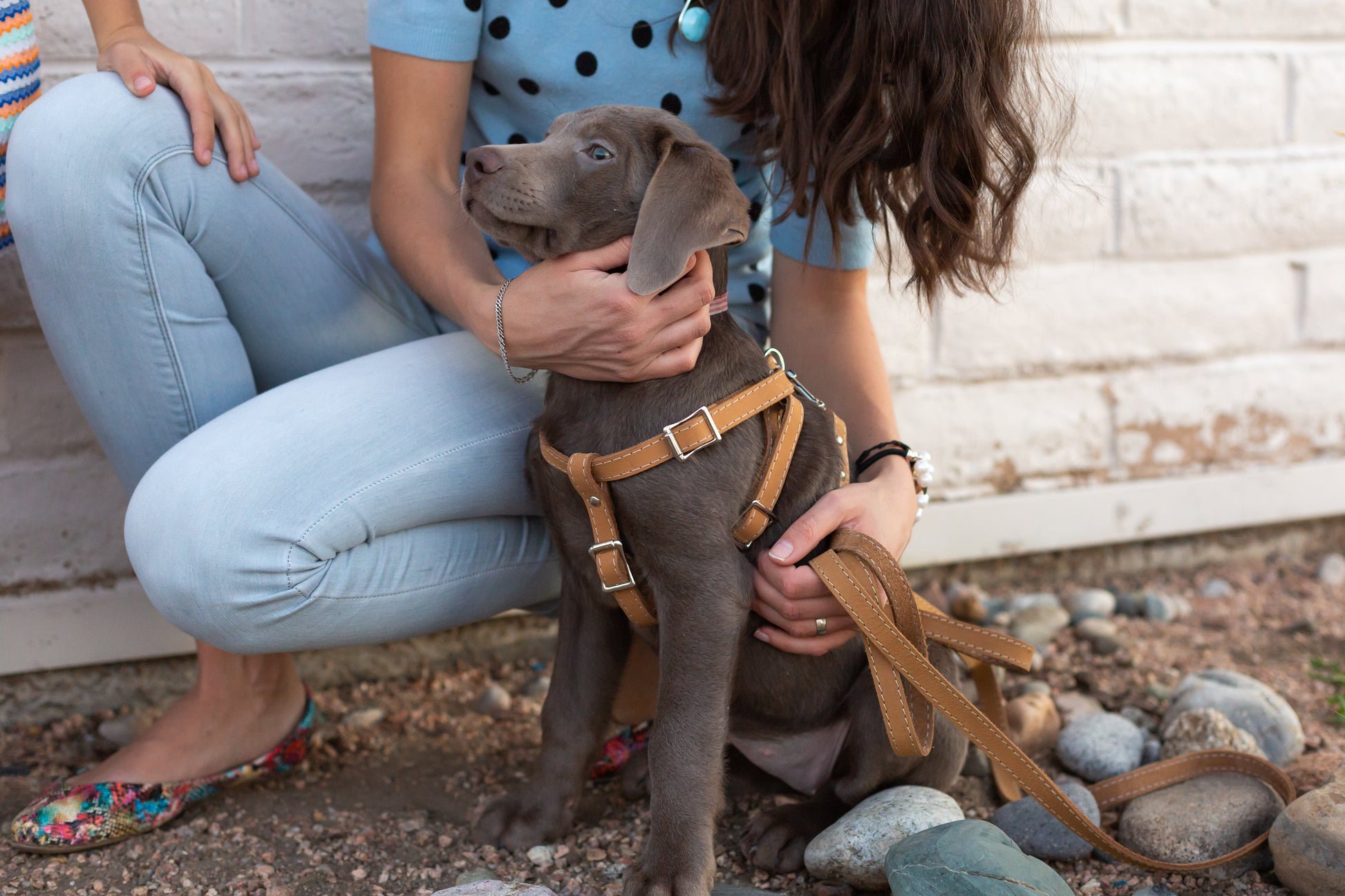Step In Leather Dog Harness Euro-Dog Collars and Leads