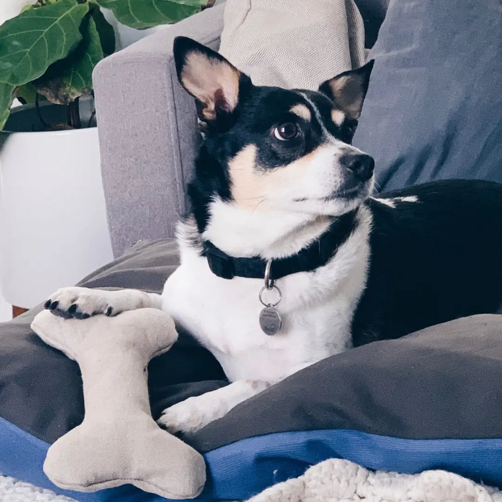 Plush Hemp Dog Toy Bone for Gentle Chewers | Boba & Vespa