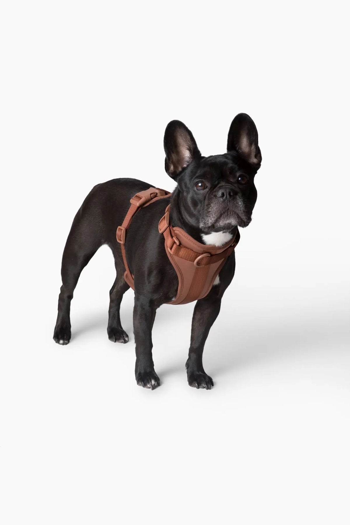 Harness