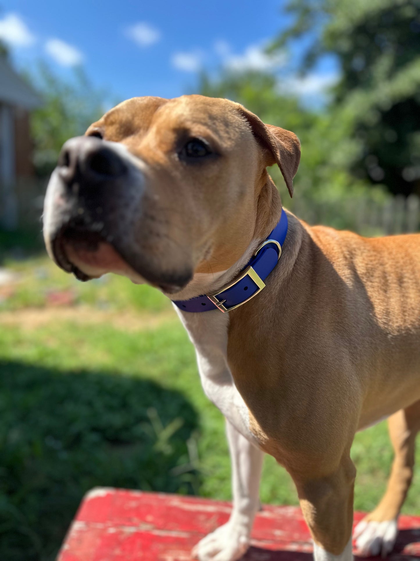 Sport Collar - Biothane Ulti-Mutt Toys
