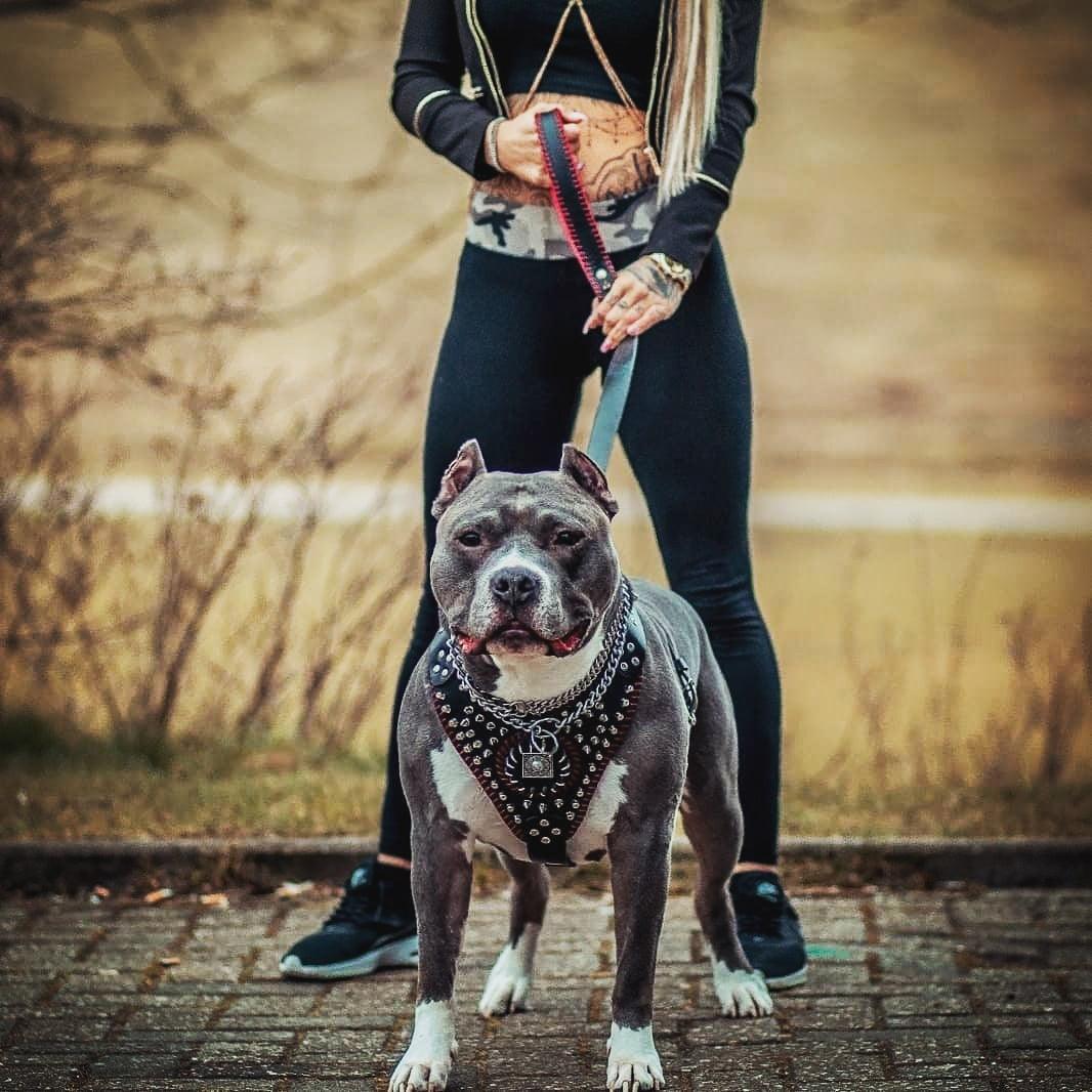 Bestia David Hand-Stitched Leather Dog Harness