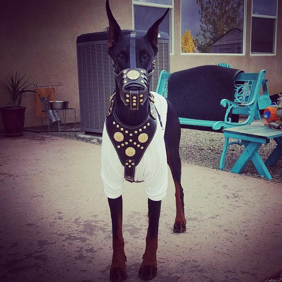Bestia Maximus Leather Basket Muzzle – Black & Gold