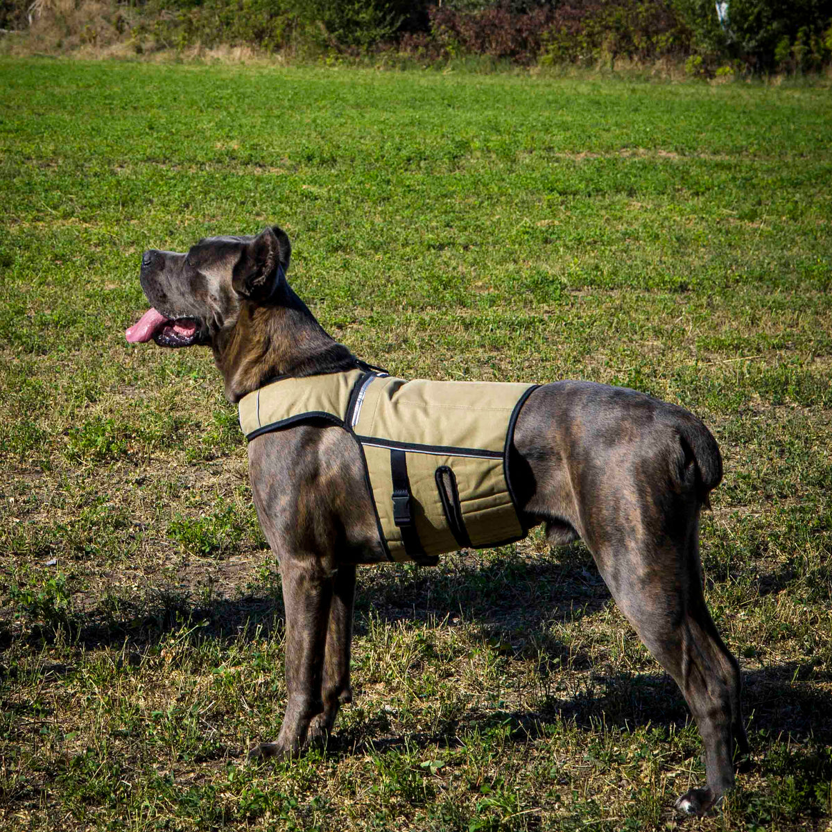 Bestia Dog Sport Weighted Harness