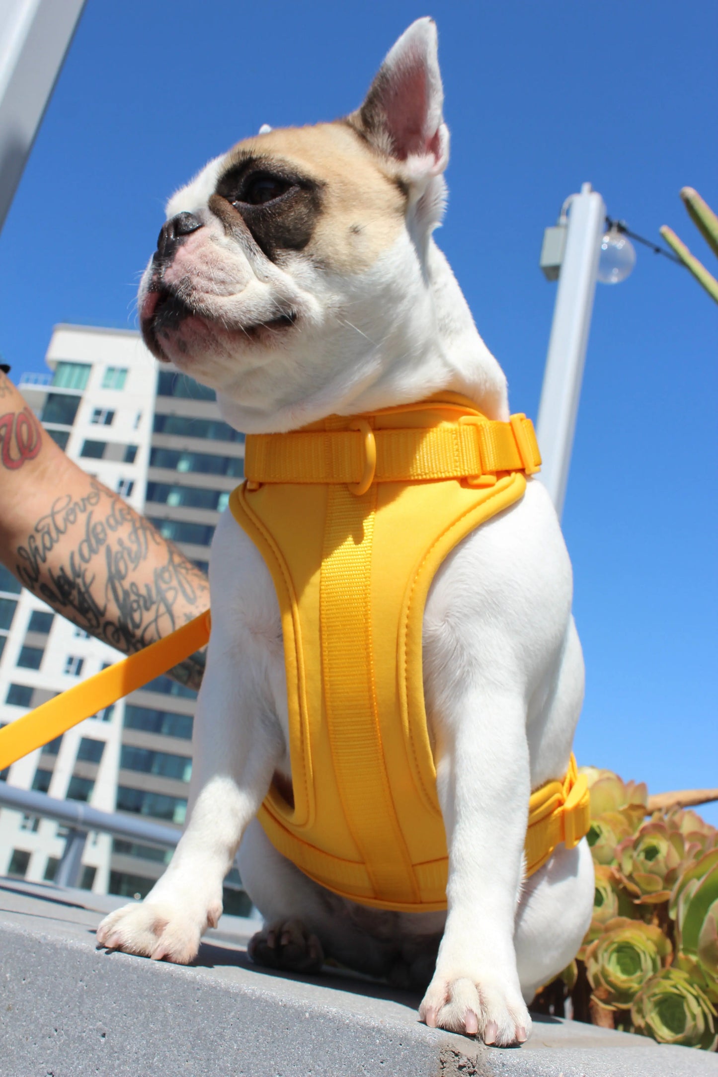Luxe Harness - Soleil Pawmigo