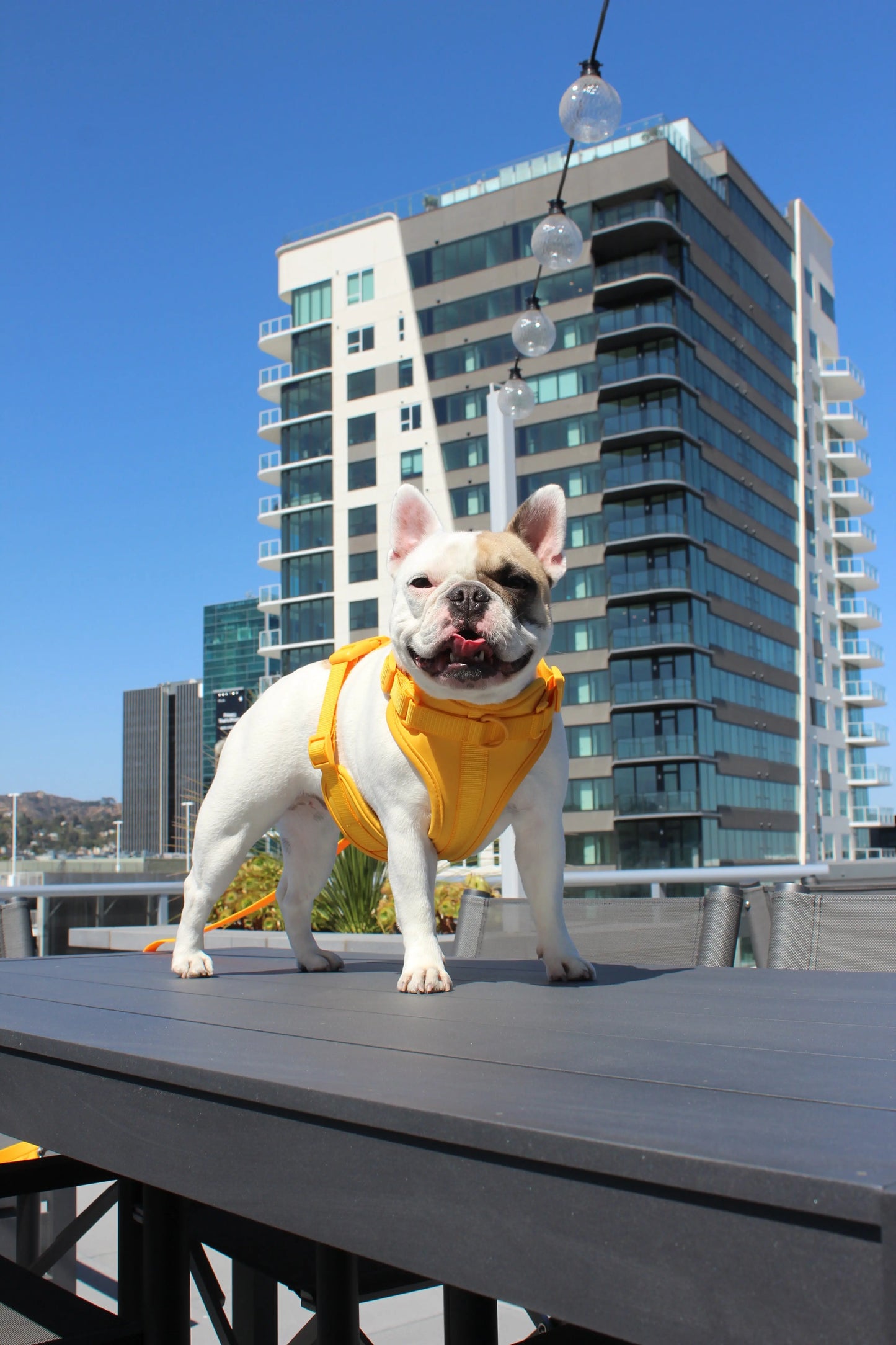 Luxe Harness - Soleil Pawmigo