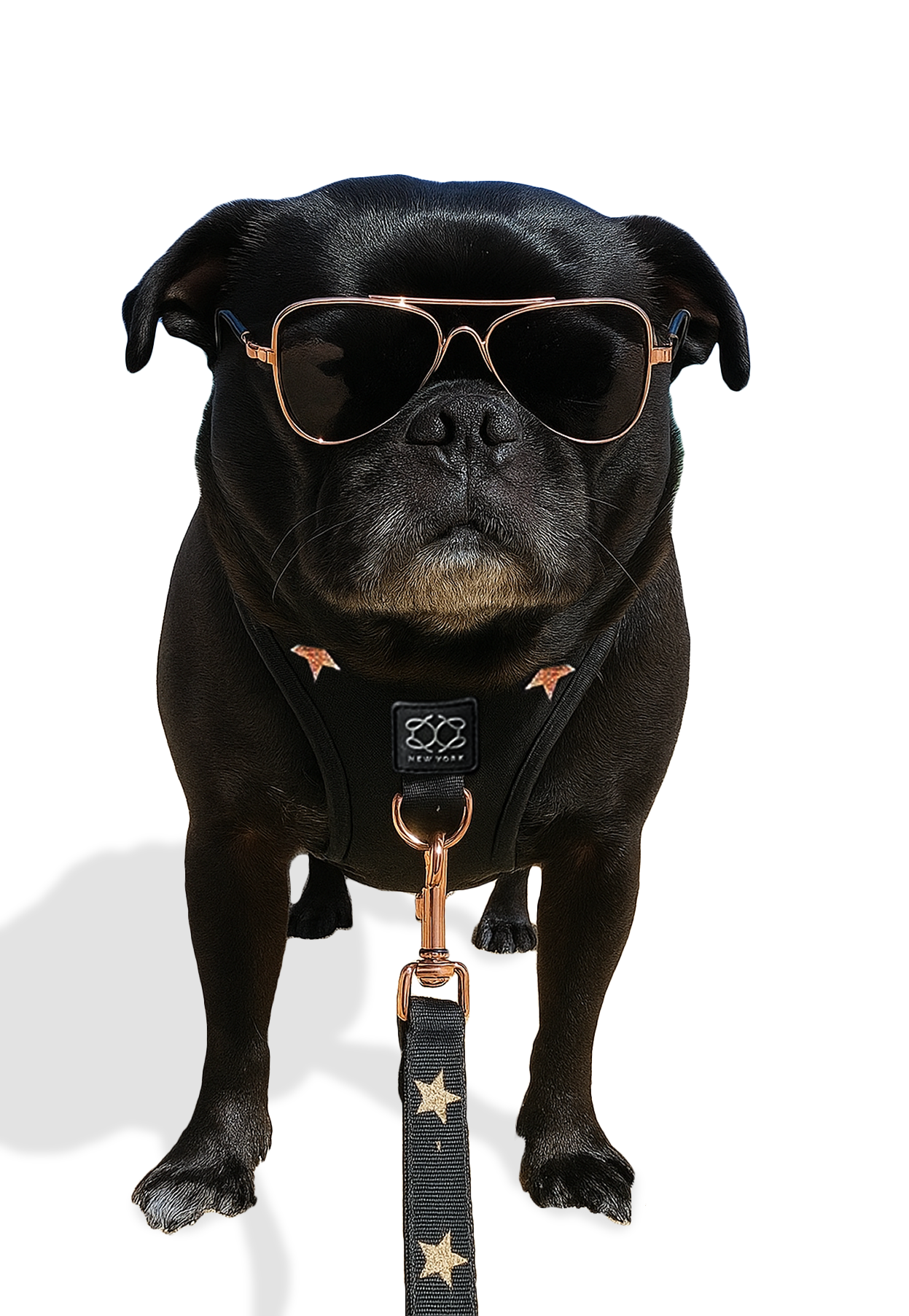 3-in-1 City Dog Leash - Rockstar Dogistry™