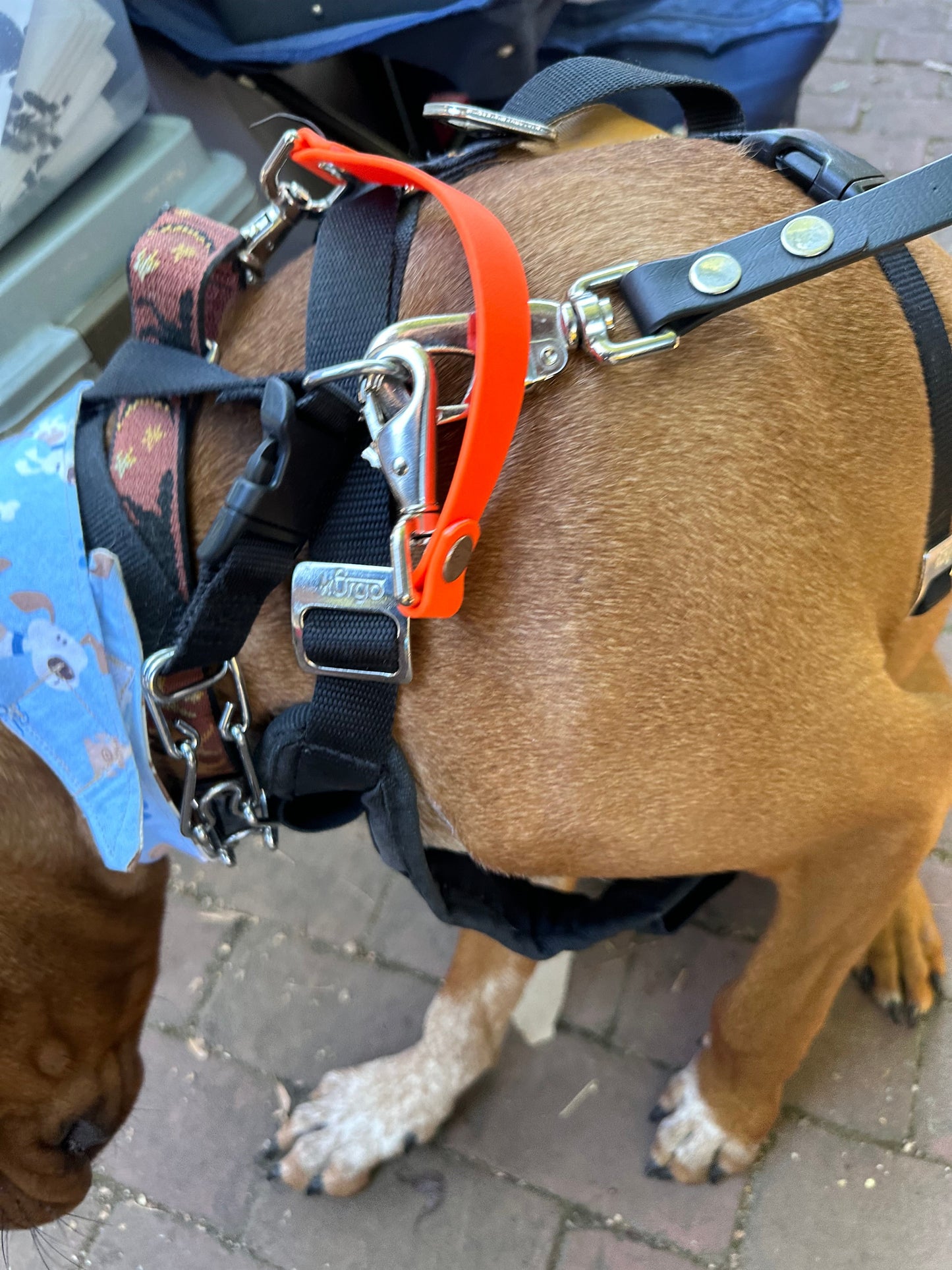 Safety Clip Ulti-Mutt Toys