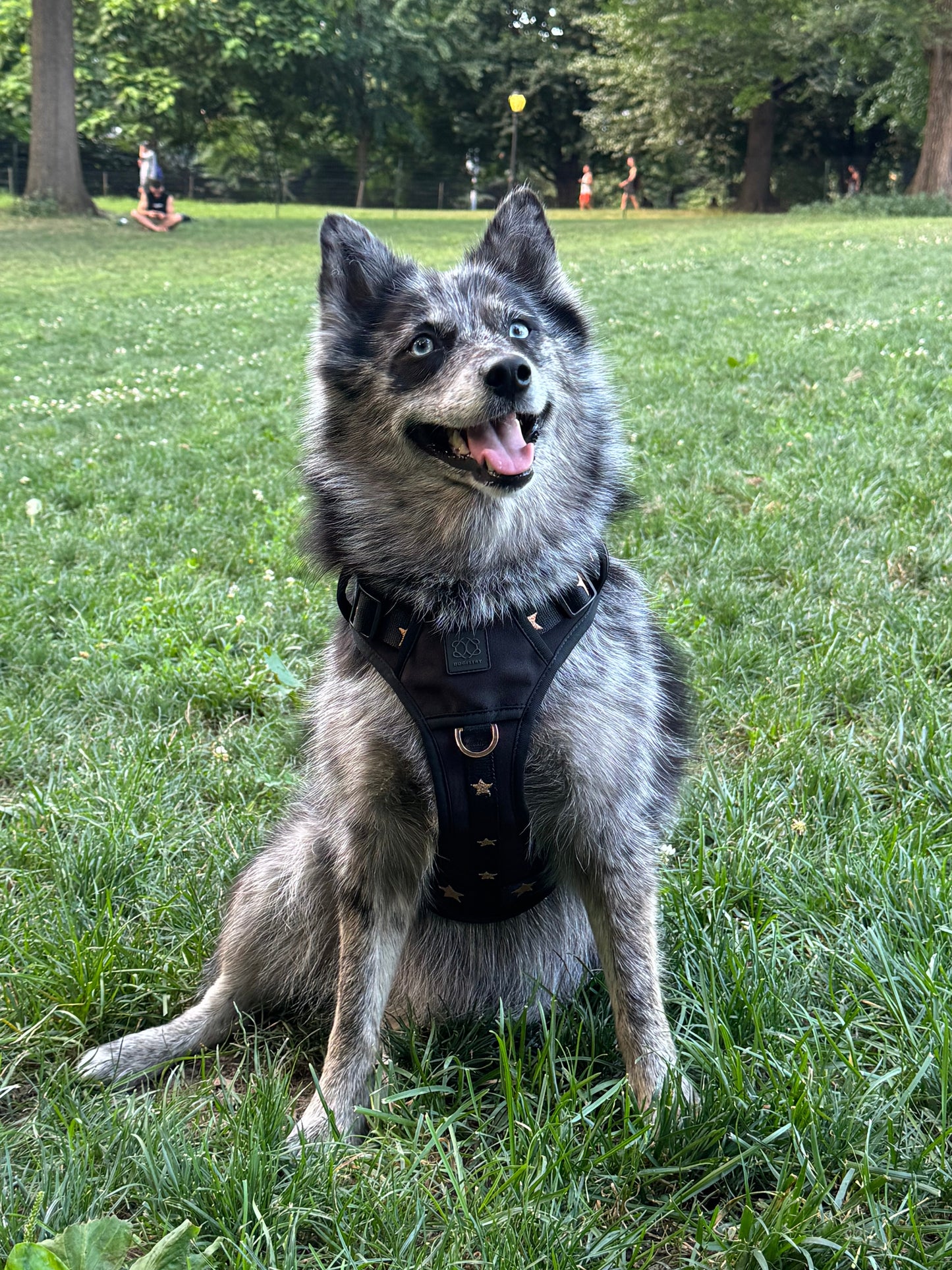 The NoMad Adjustable Luxe Harness - Rockstar Dogistry™