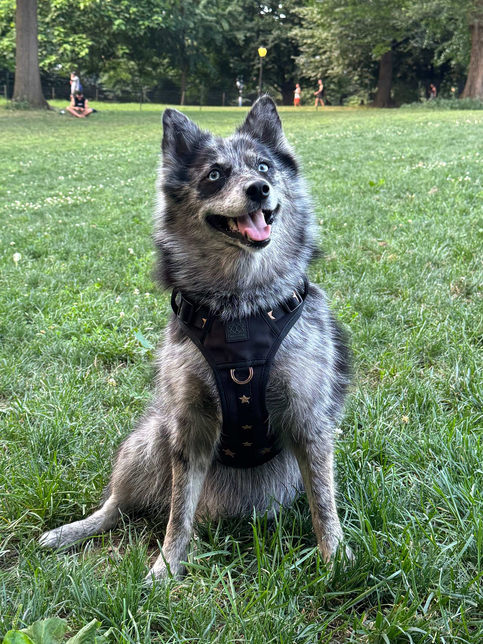 The NoMad Adjustable Luxe Harness - Rockstar Dogistry™