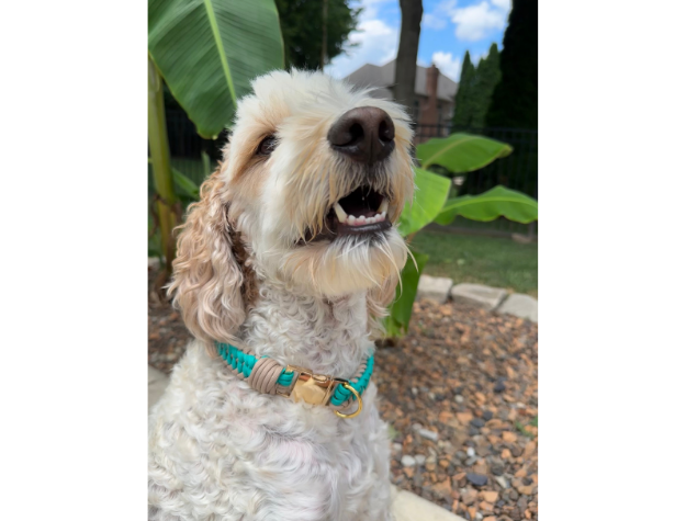 Infinity Braid in Teal & Light Tan - Handmade Dog Collar Pawsh Pup Co.