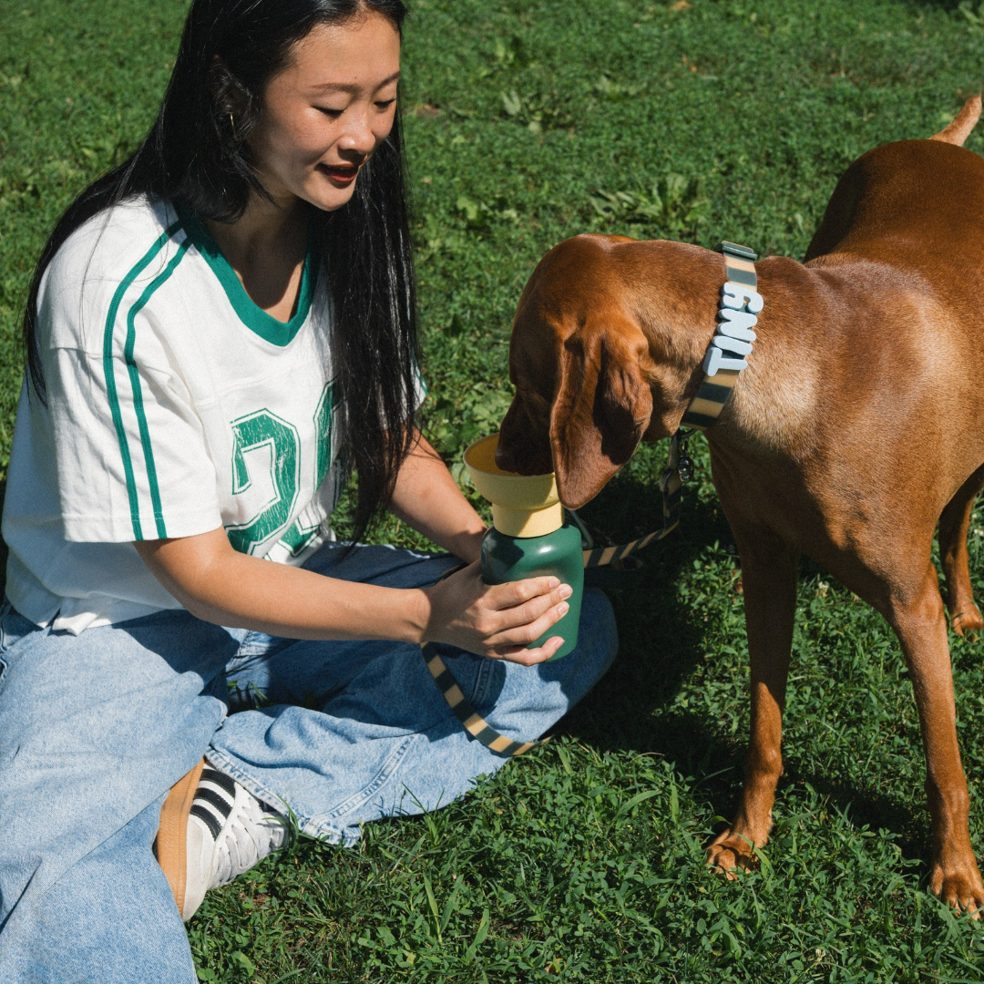 Waterproof Dog Collar