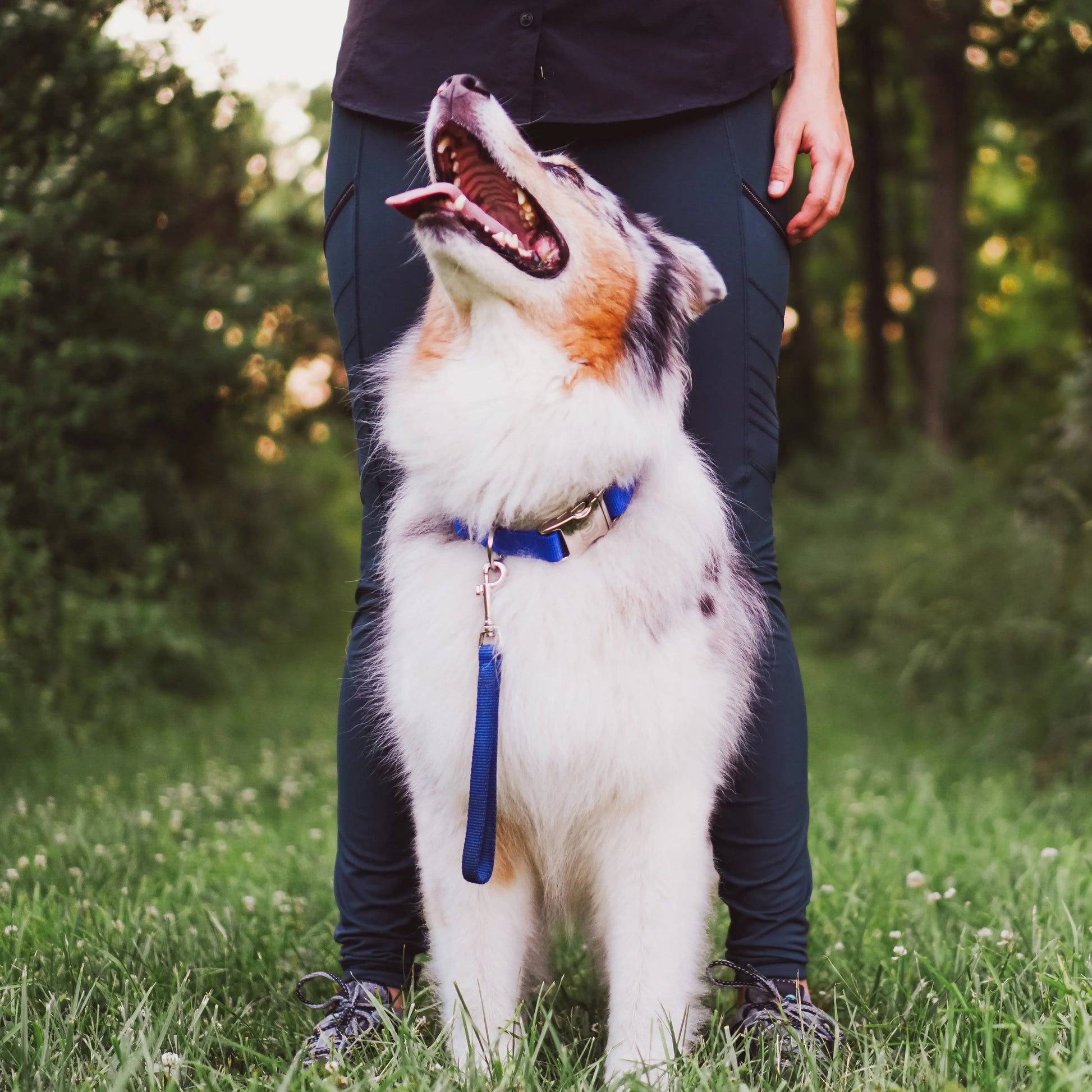 Tab Leash Blue-9 Pet Products