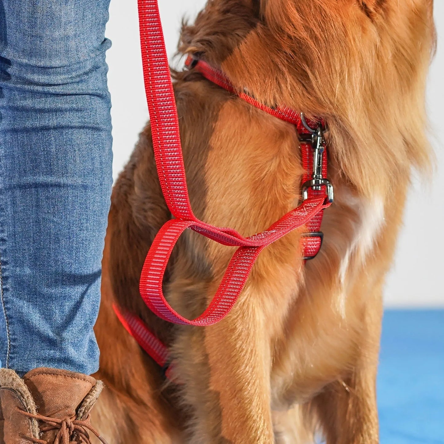 Reflective 6' Leash Blue-9 Pet Products