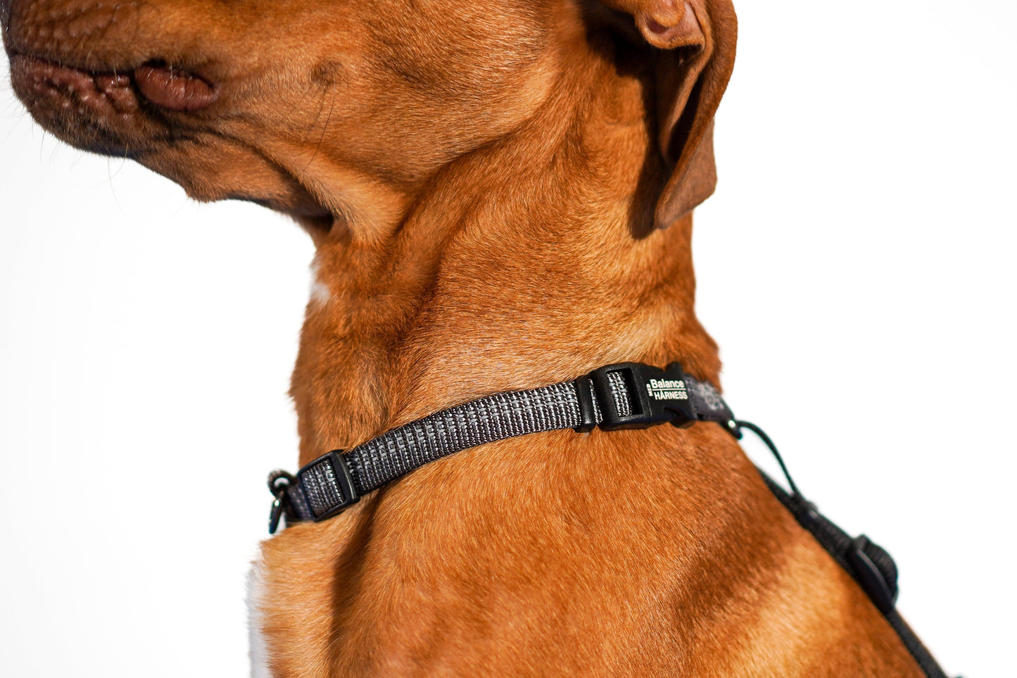 Reflective Balance Harness Blue-9 Pet Products