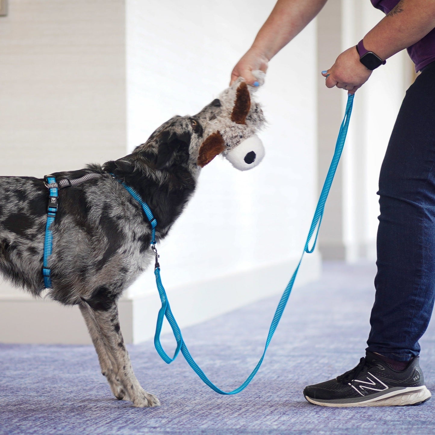 Reflective 6' Leash Blue-9 Pet Products
