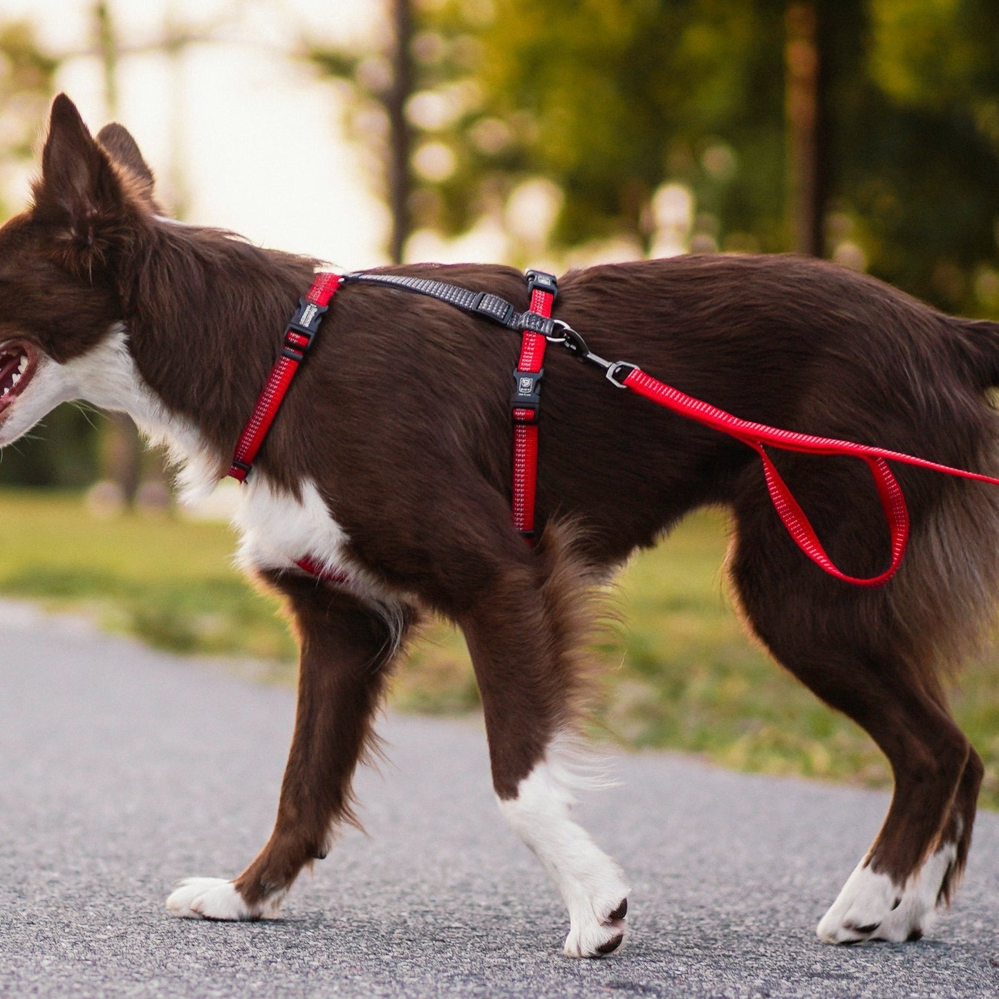 Reflective 6' Leash Blue-9 Pet Products