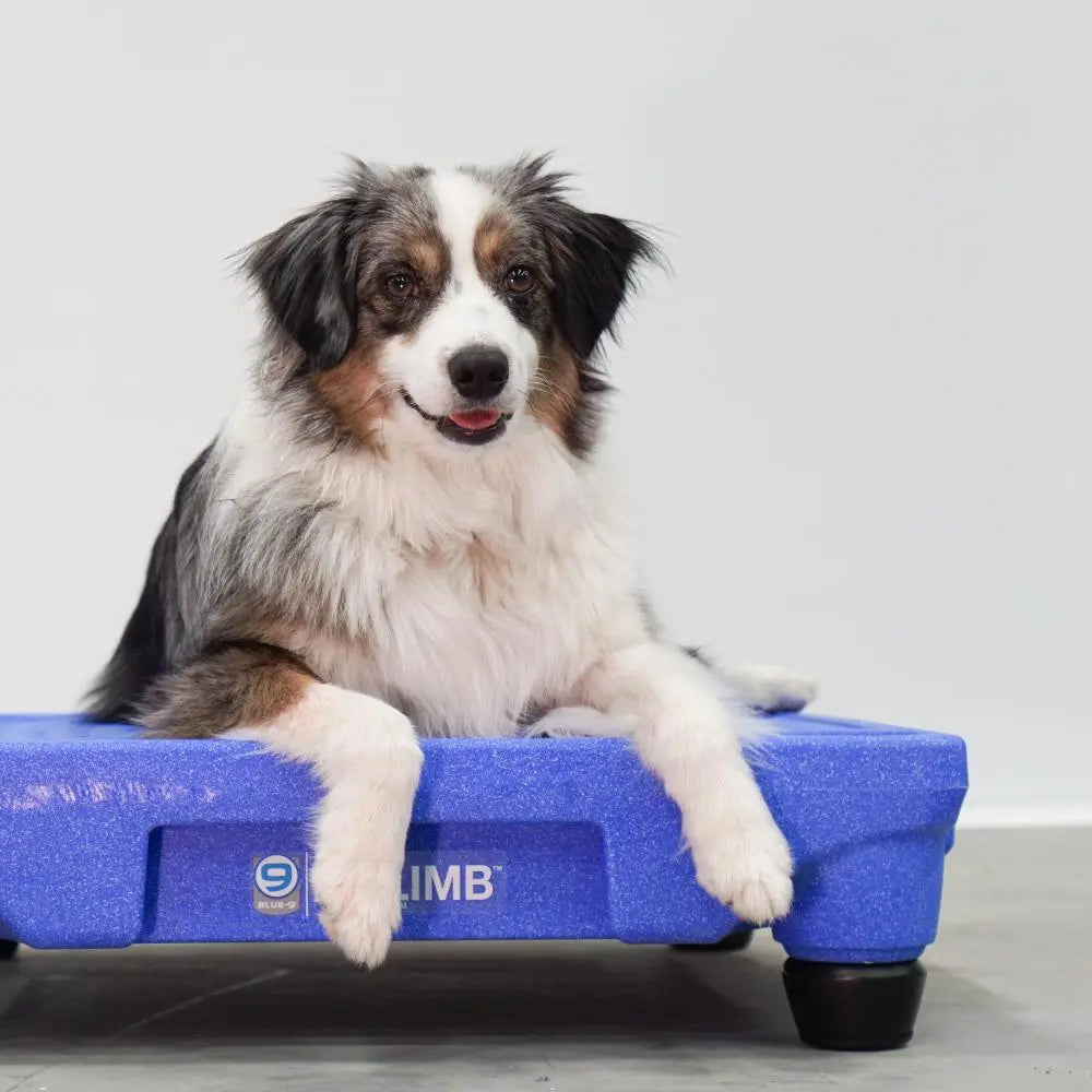 KLIMB Pro Accessory Kit Blue-9 Pet Products