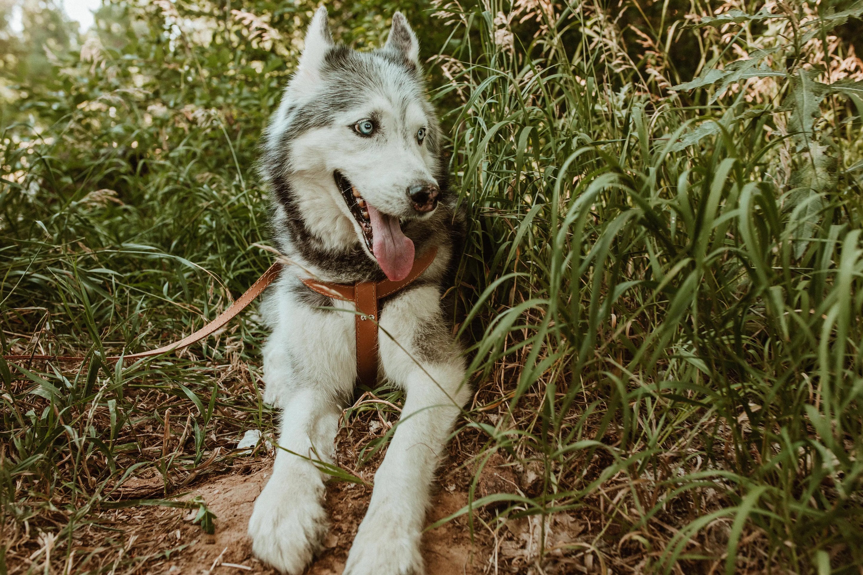 Step In Leather Dog Harness Euro-Dog Collars and Leads