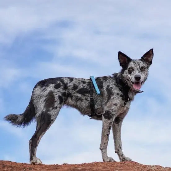 Tab Leash Blue-9 Pet Products